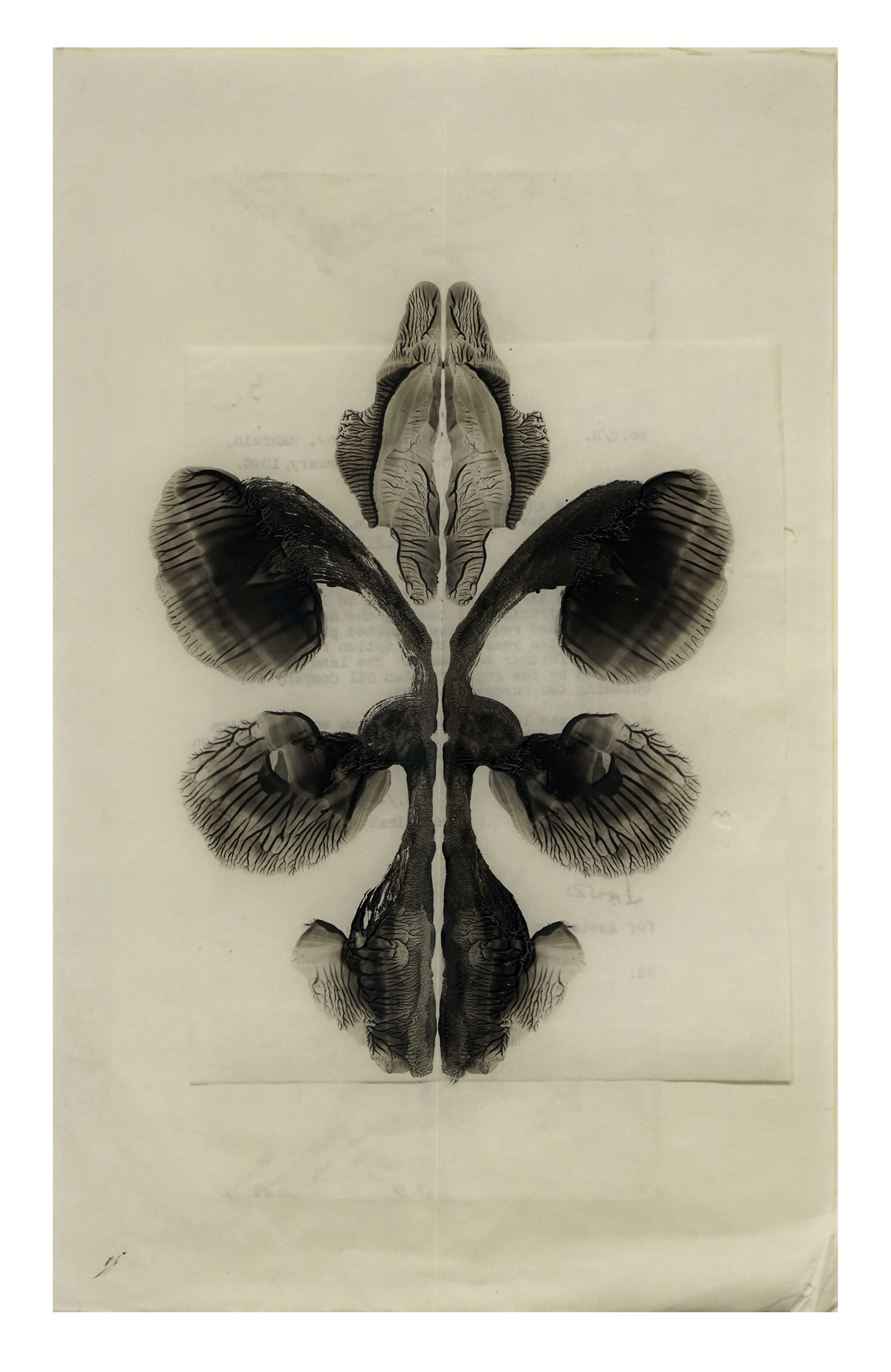 Iranian artist Anahita Norouzi creates negatives of iris flowers out of crude oil and translucent paper in her 2022 series