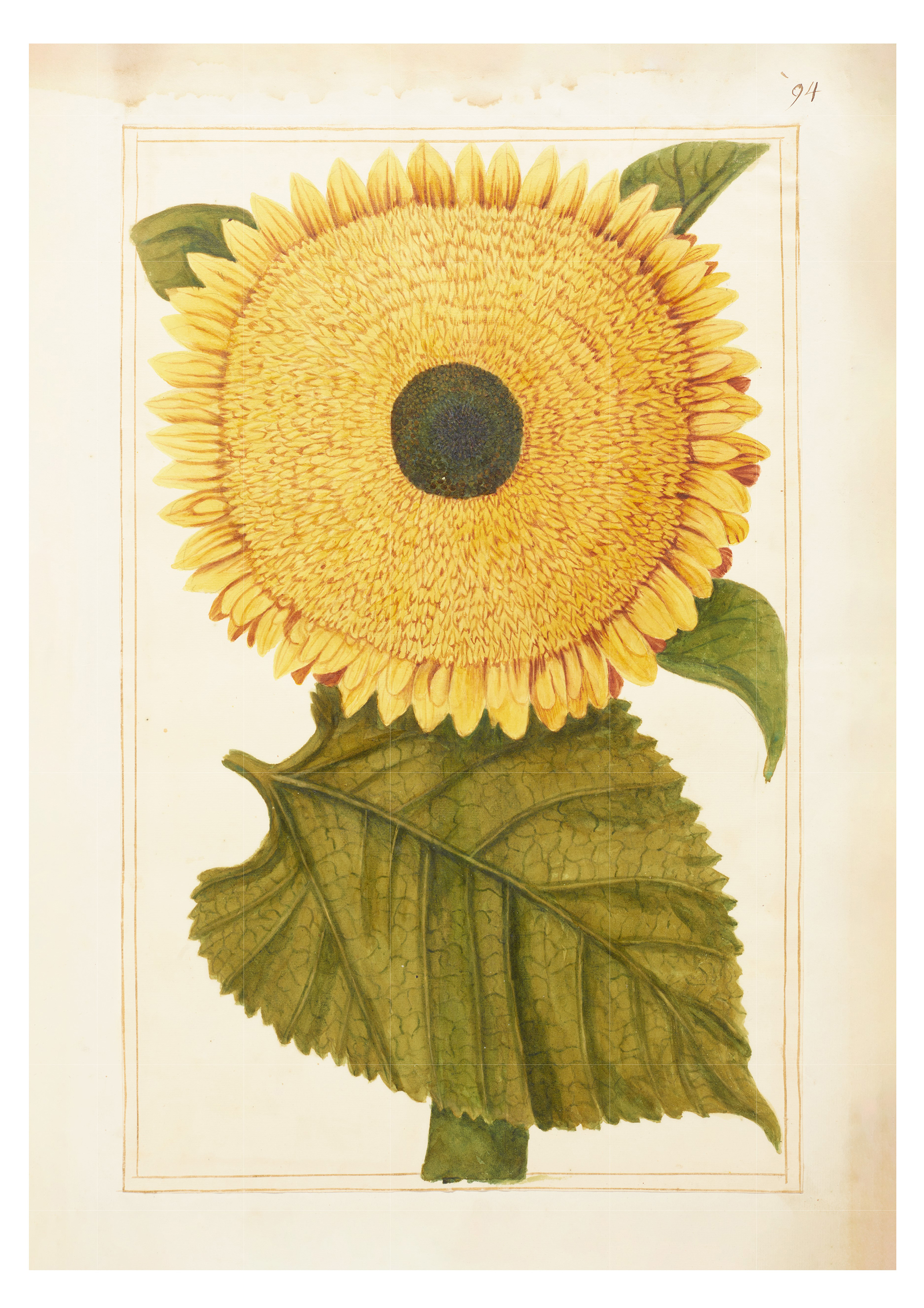 A ‘wild-eyed’ sunflower painted in 1703 for Mary Somerset