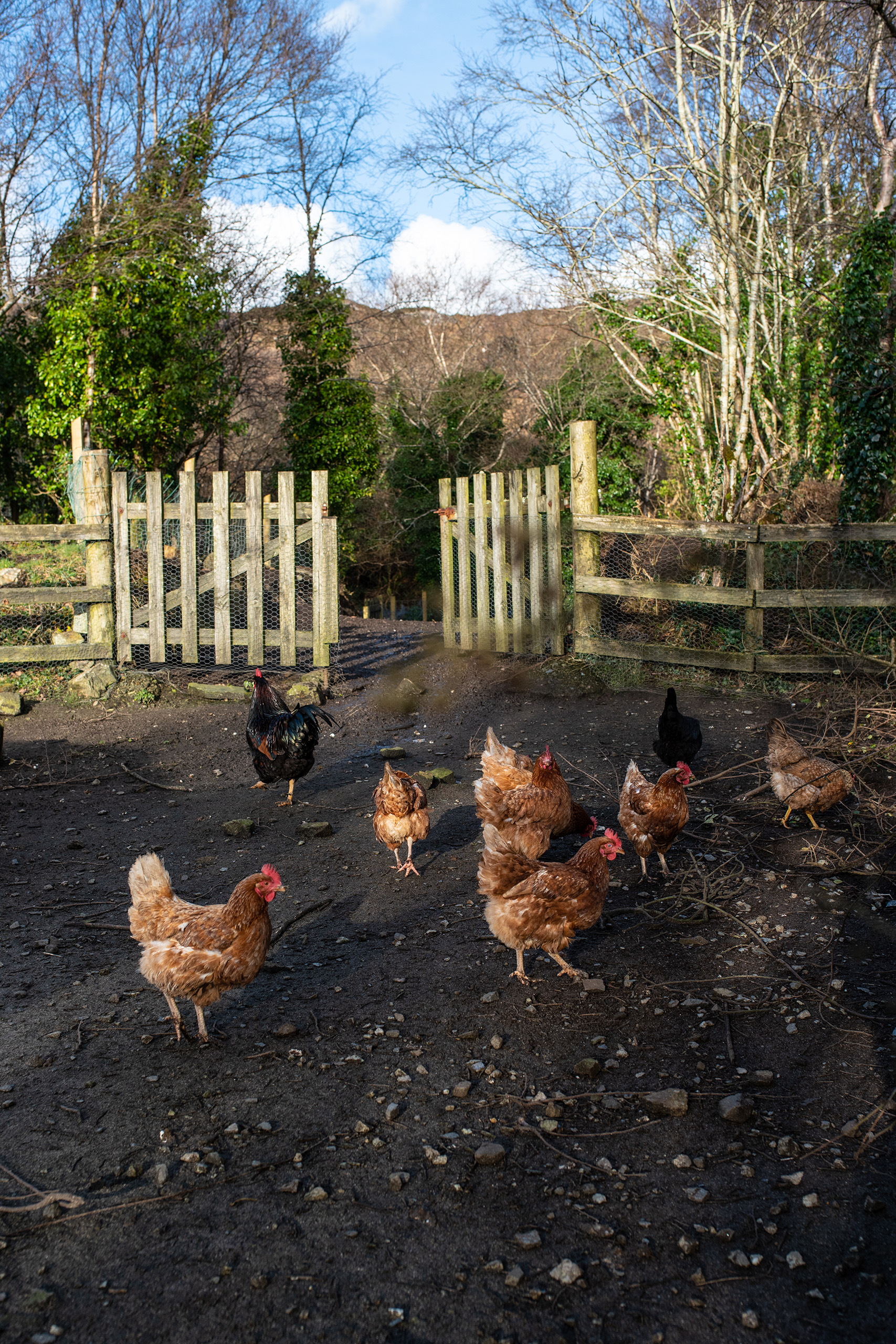 Hen party: the farm is organic