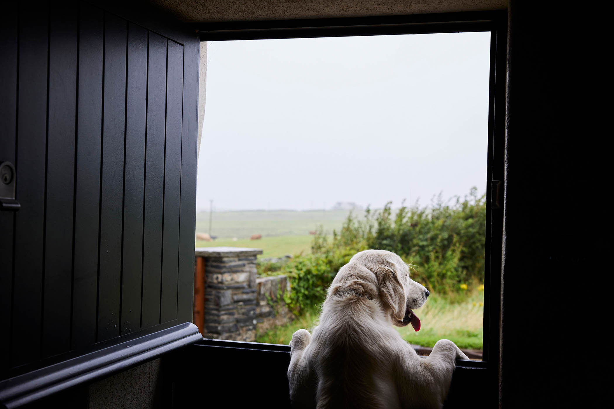 A local hound takes a keen interest in proceedings