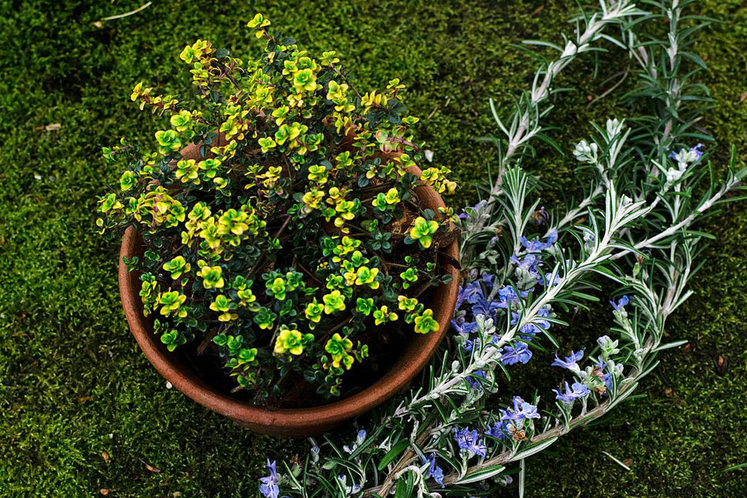 Nigel Slater’s kitchen diary: right on thyme