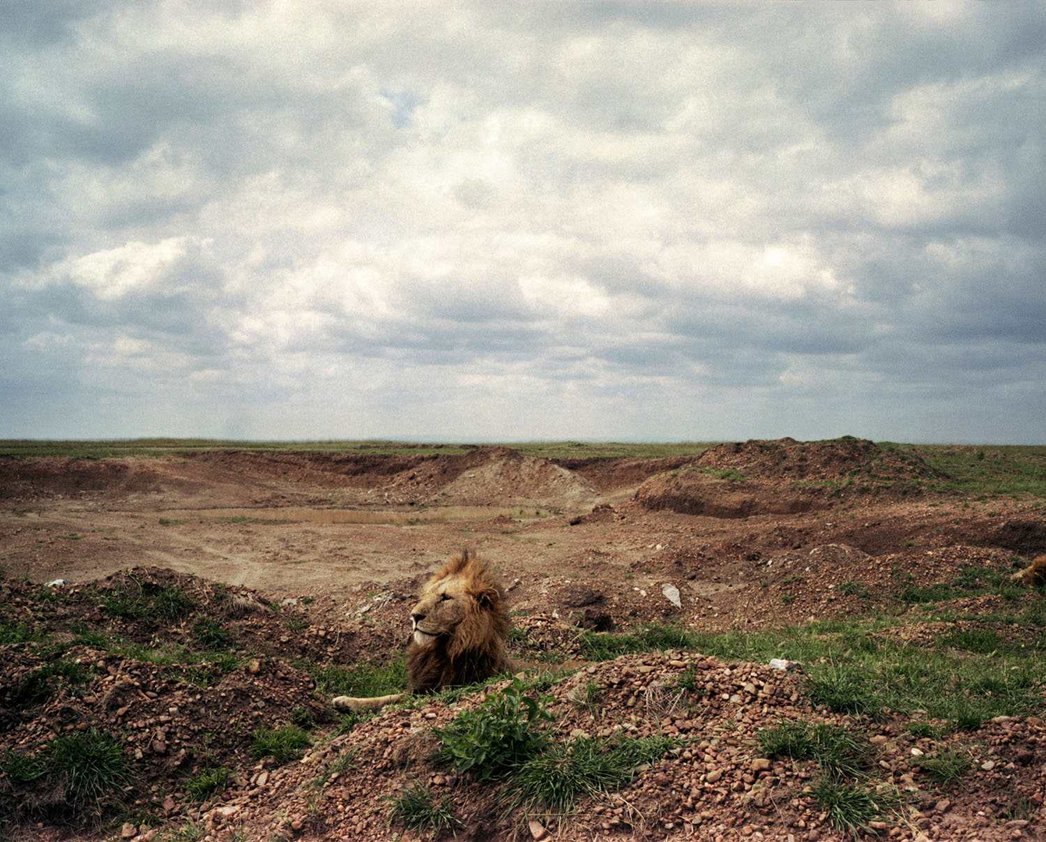A lion rests by a man-made quarry near the Masai Mara reserve.