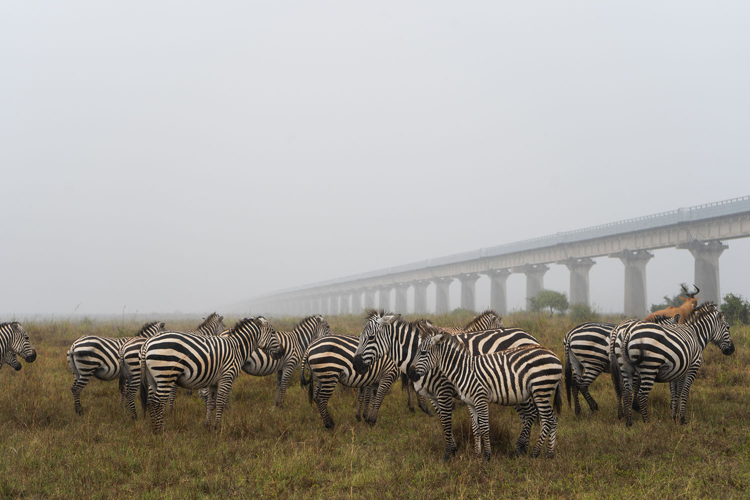 Zebras graze by a railway bridge that cuts through the Nairobi National Park