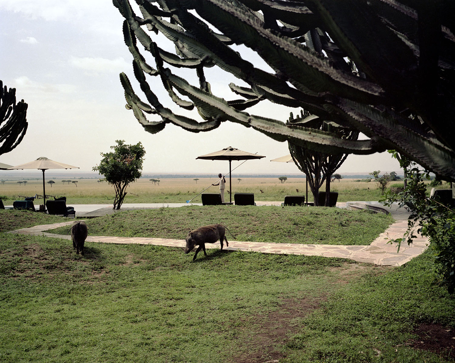Cleaning the pool at a luxury lodge near the Masai Mara reserve.