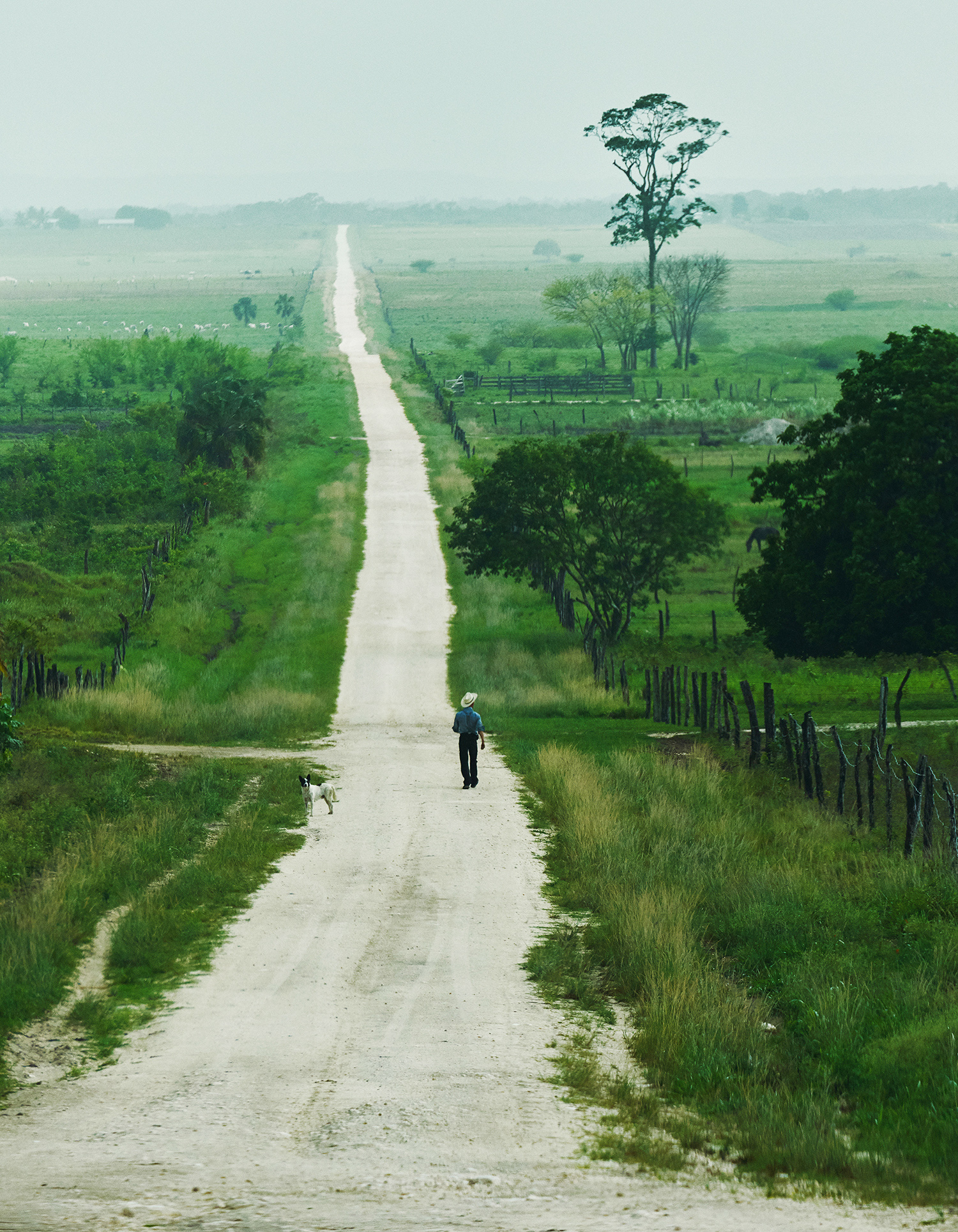 A man walks down one of the roads the Mennonites constructed near the Mennonite settlement Indian Creek, in Belize. Photograph: Jake Michaels/The New York Times/Redux/eyevine