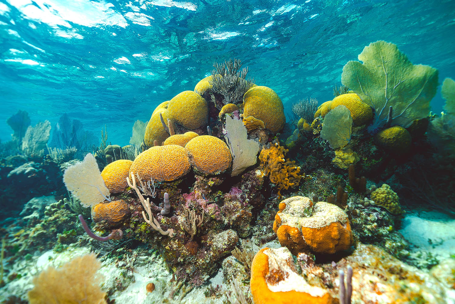 one of article images