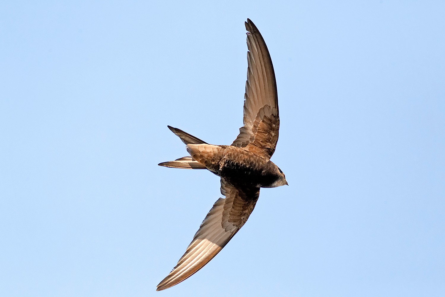 ‘I’m considering landing this year’ – my week as a swift