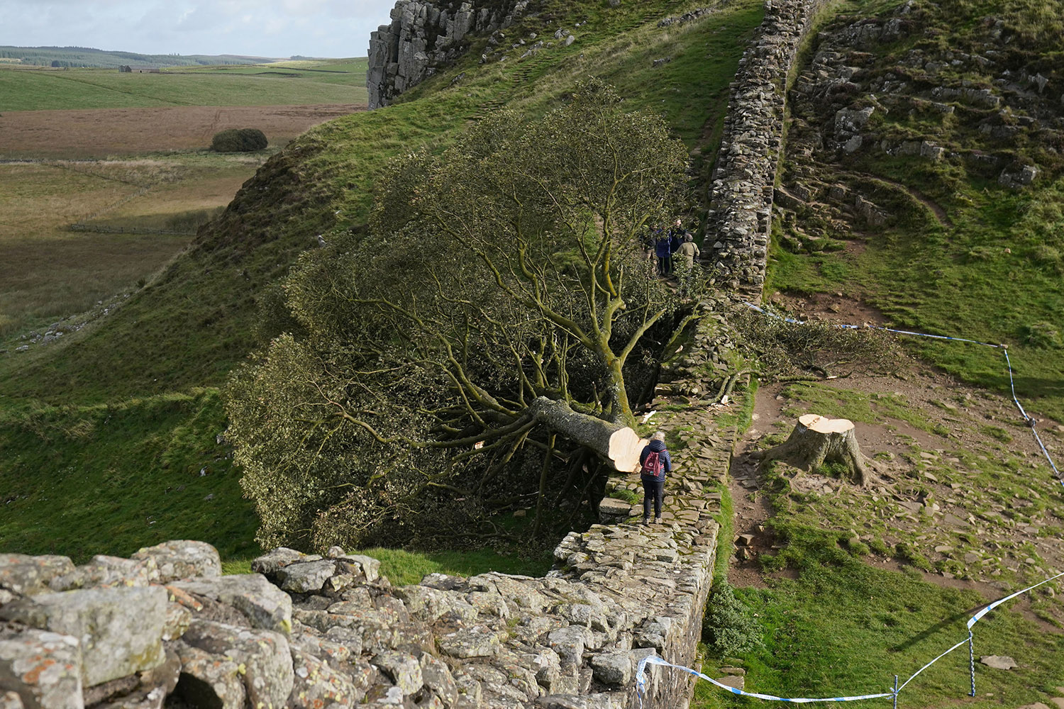 The Sycamore Gap tree pictured the day after it fell on to Hadrian’s Wall