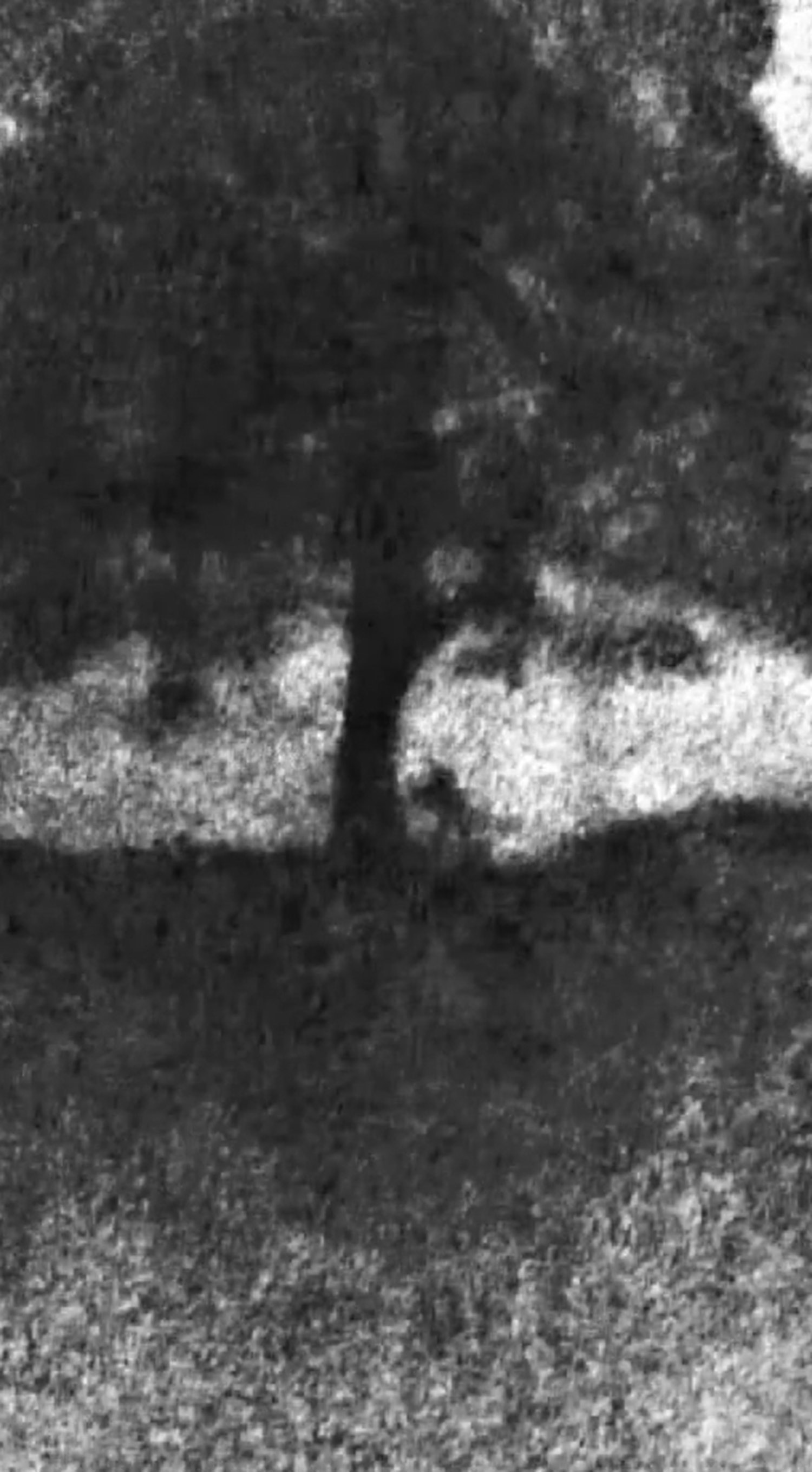 A screengrab of a video recovered from Graham’s phone showing the moment the tree was felled