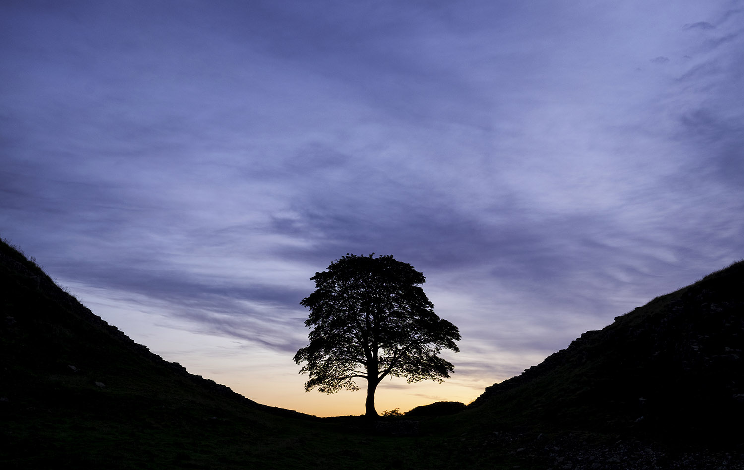 ‘It was as if someone had been murdered’: the felling of the Sycamore Gap tree