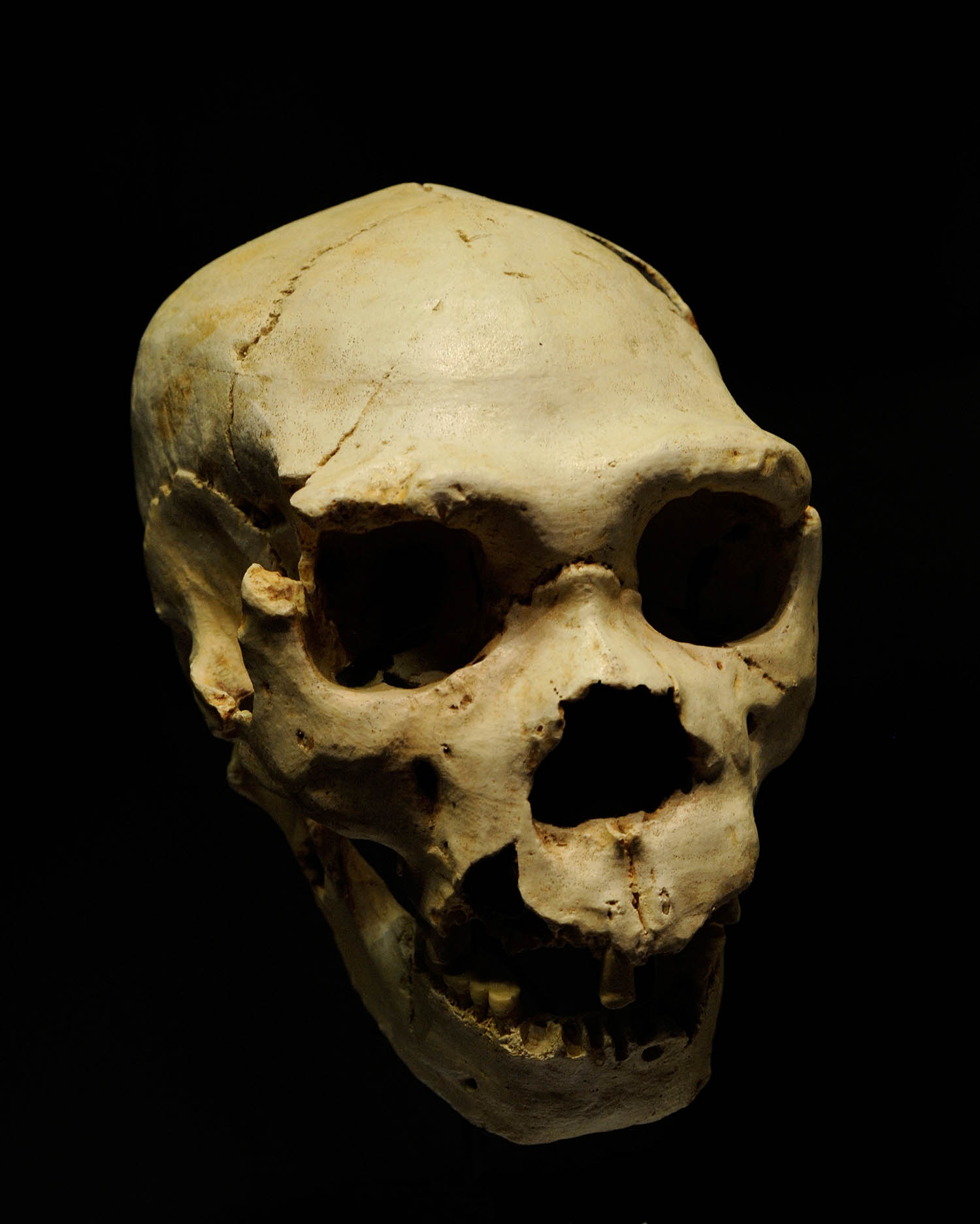 A Homo heidelbergensis skull from Spain
