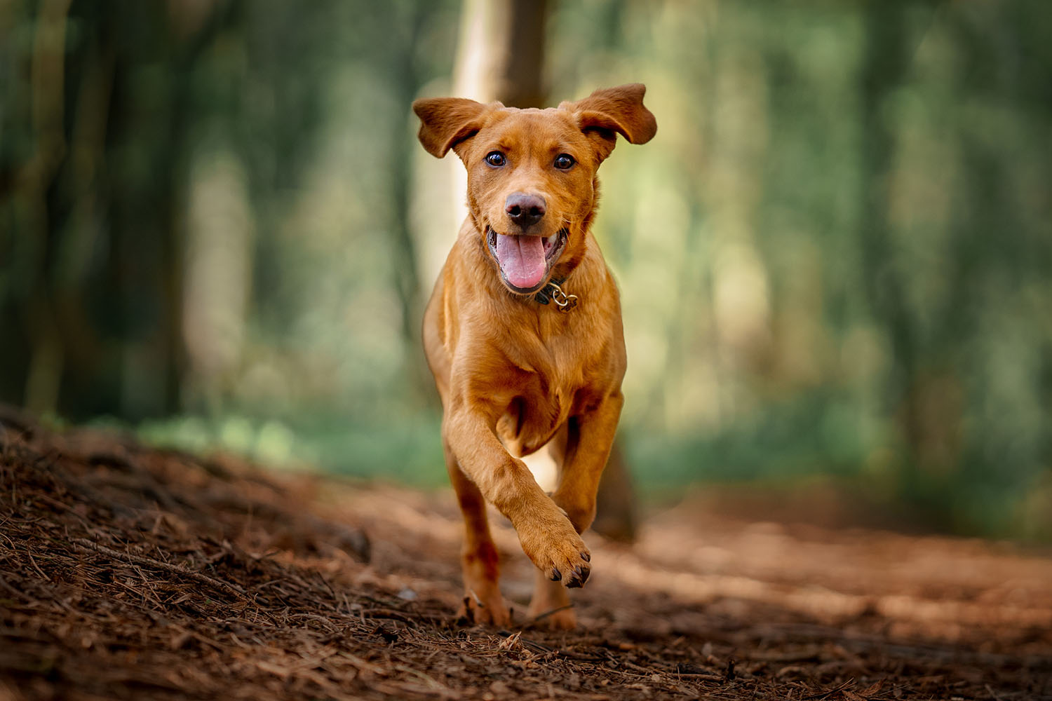 There are 13.5 million dogs in the UK - many are spoilt rotten