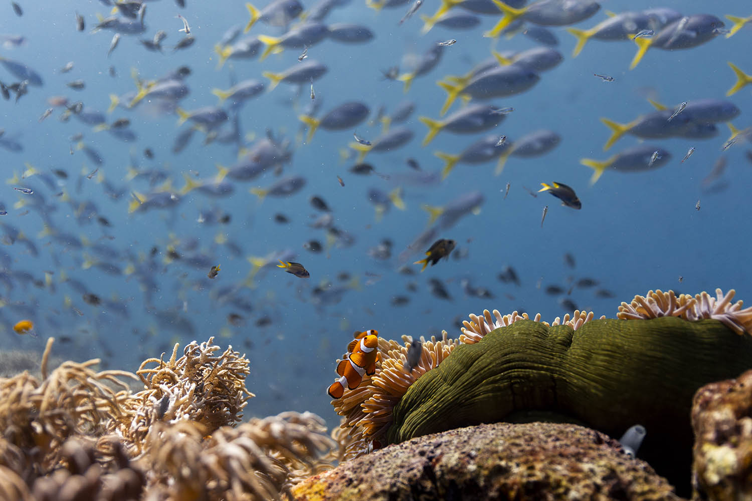 one of article images