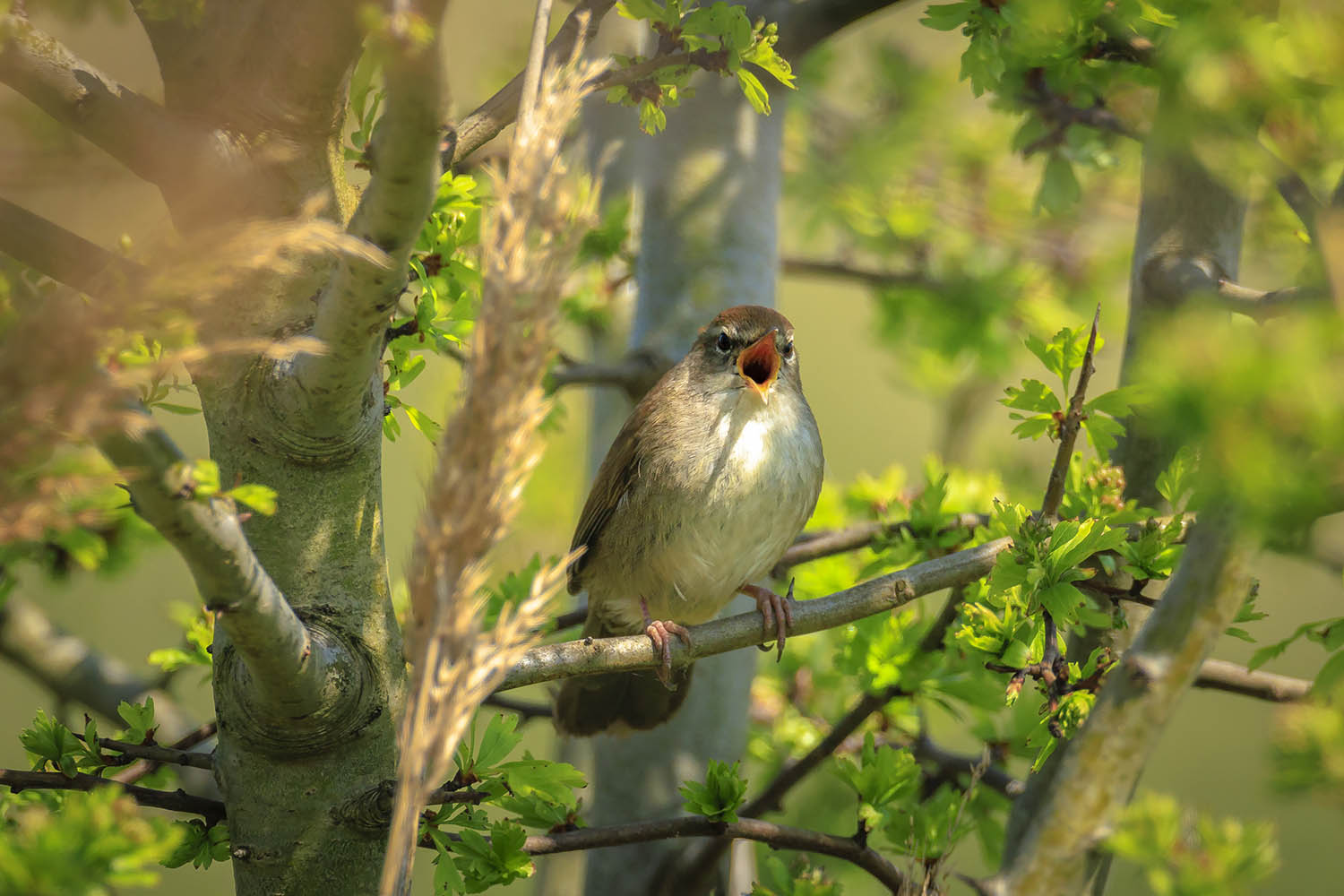 We birds aren’t climate-change sceptics: my week as a cetti warbler