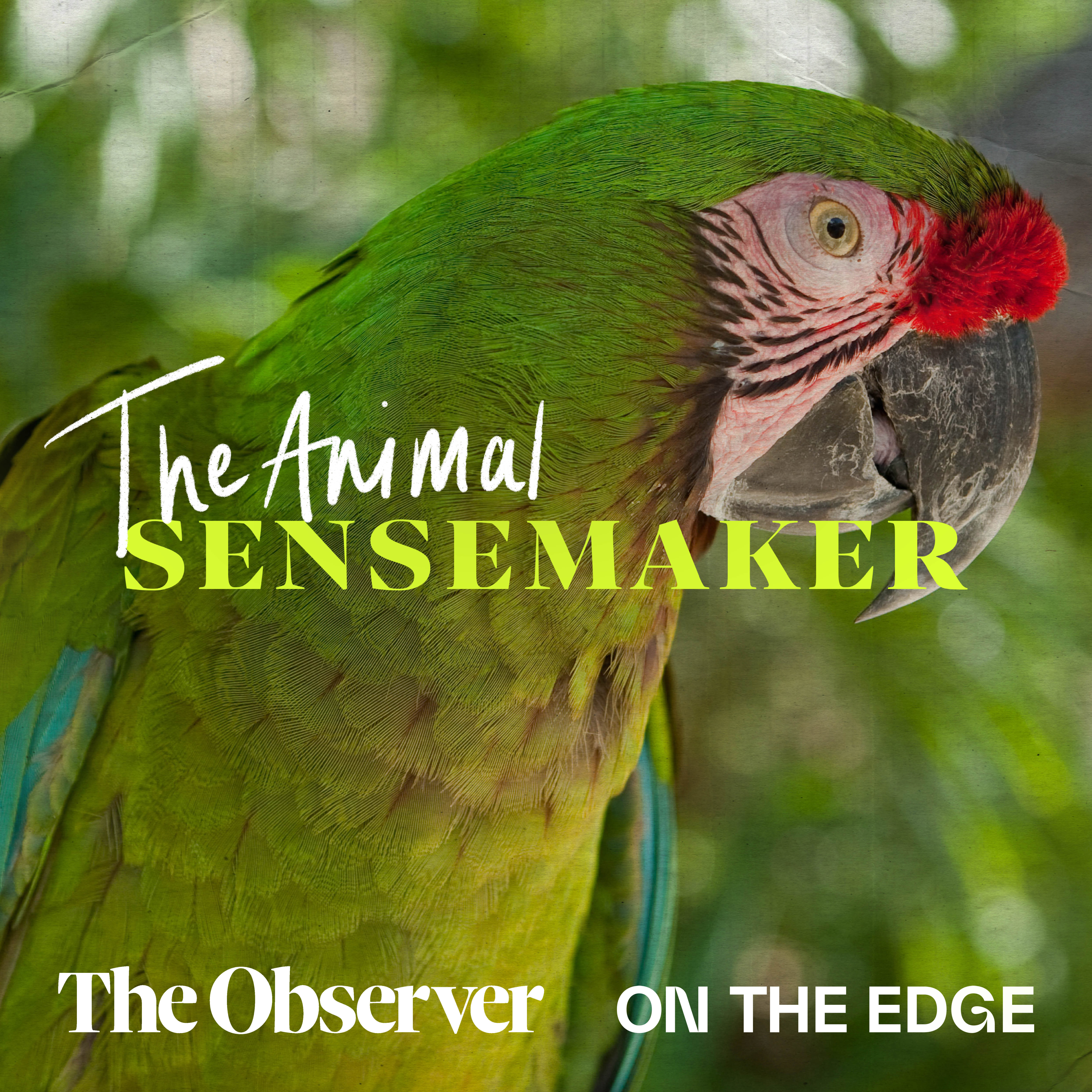 Great Green Macaw: picky eaters and favourite trees