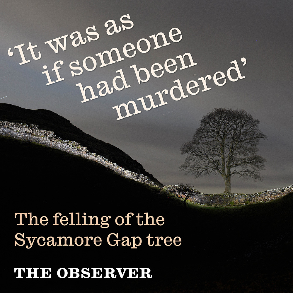 The felling of the Sycamore Gap tree