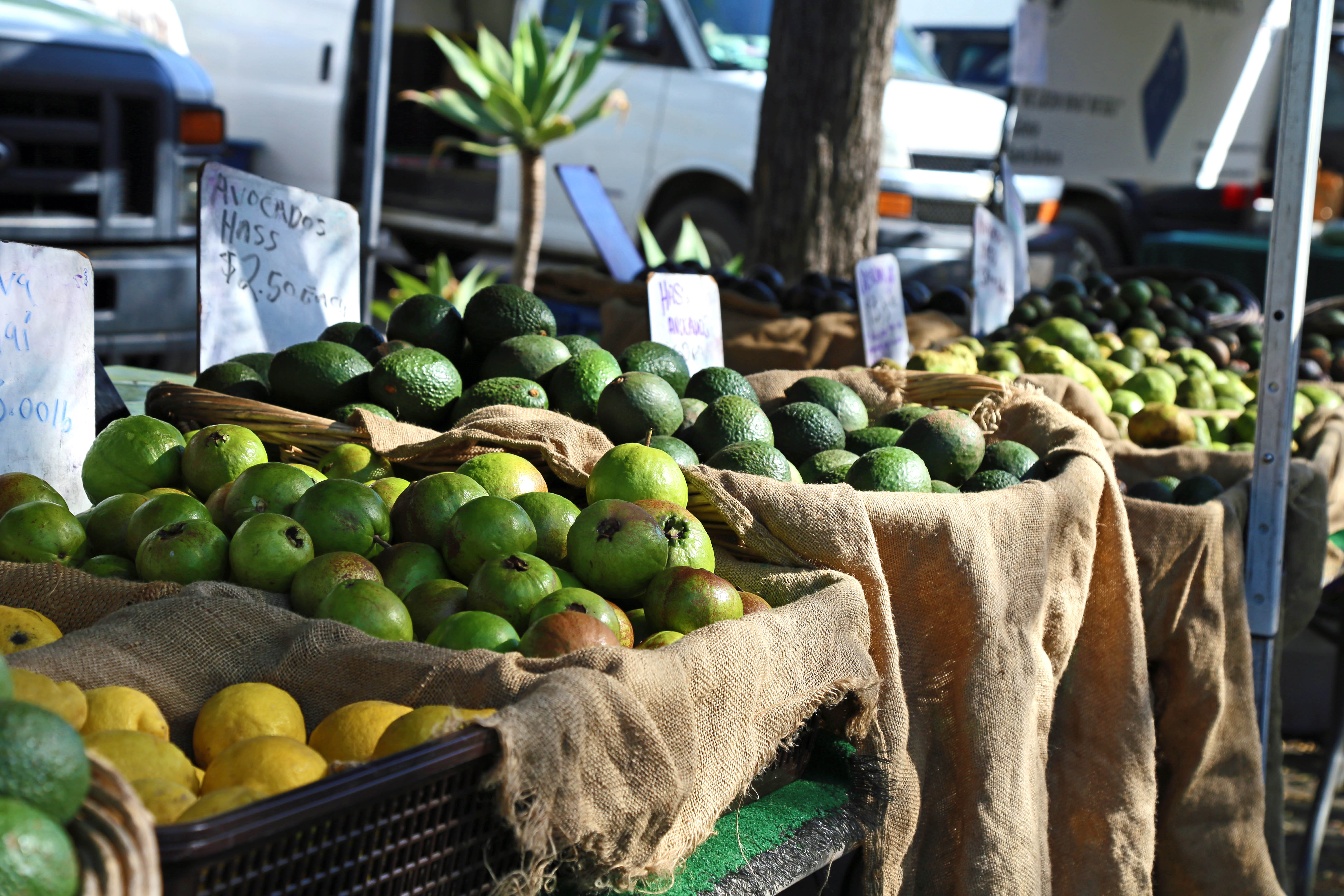 Quinces and avocados at the Santa Barbara farmers’ market