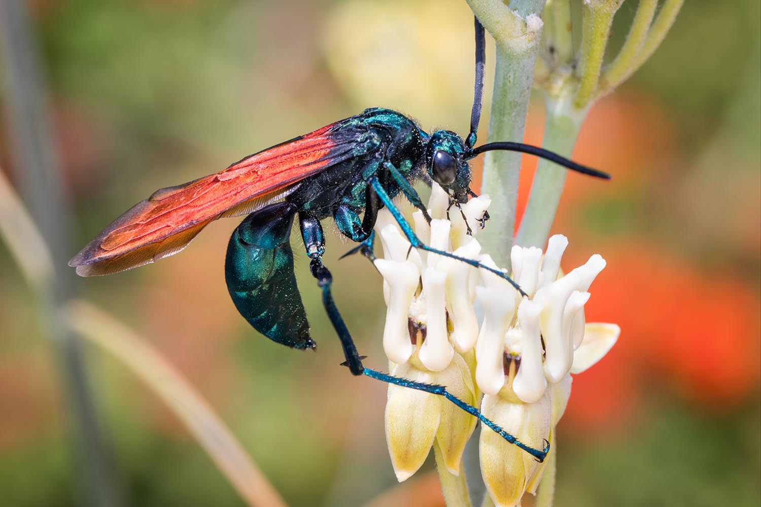 My week as a tarantula hawk
