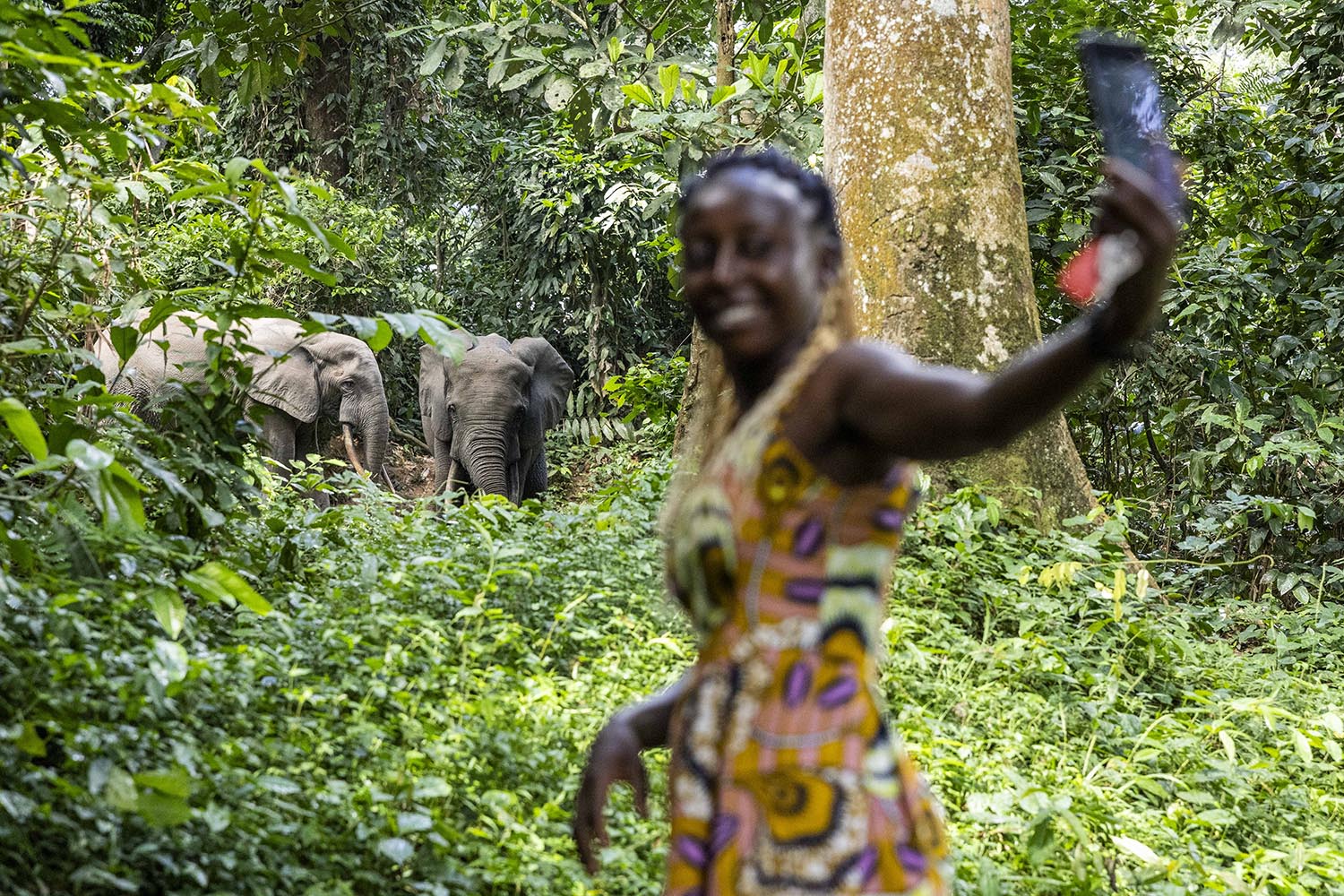 A member of the Wildlife Conservation Society takes a selfie with the elephants