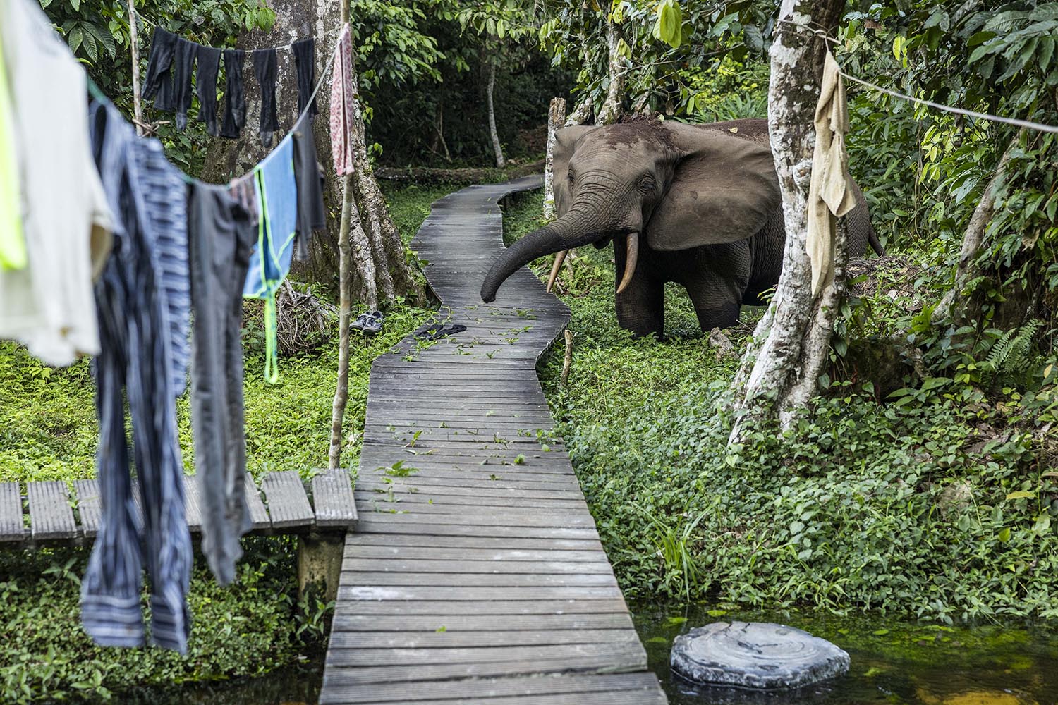 Elephant curiosity about humans can put both at risk of harm
