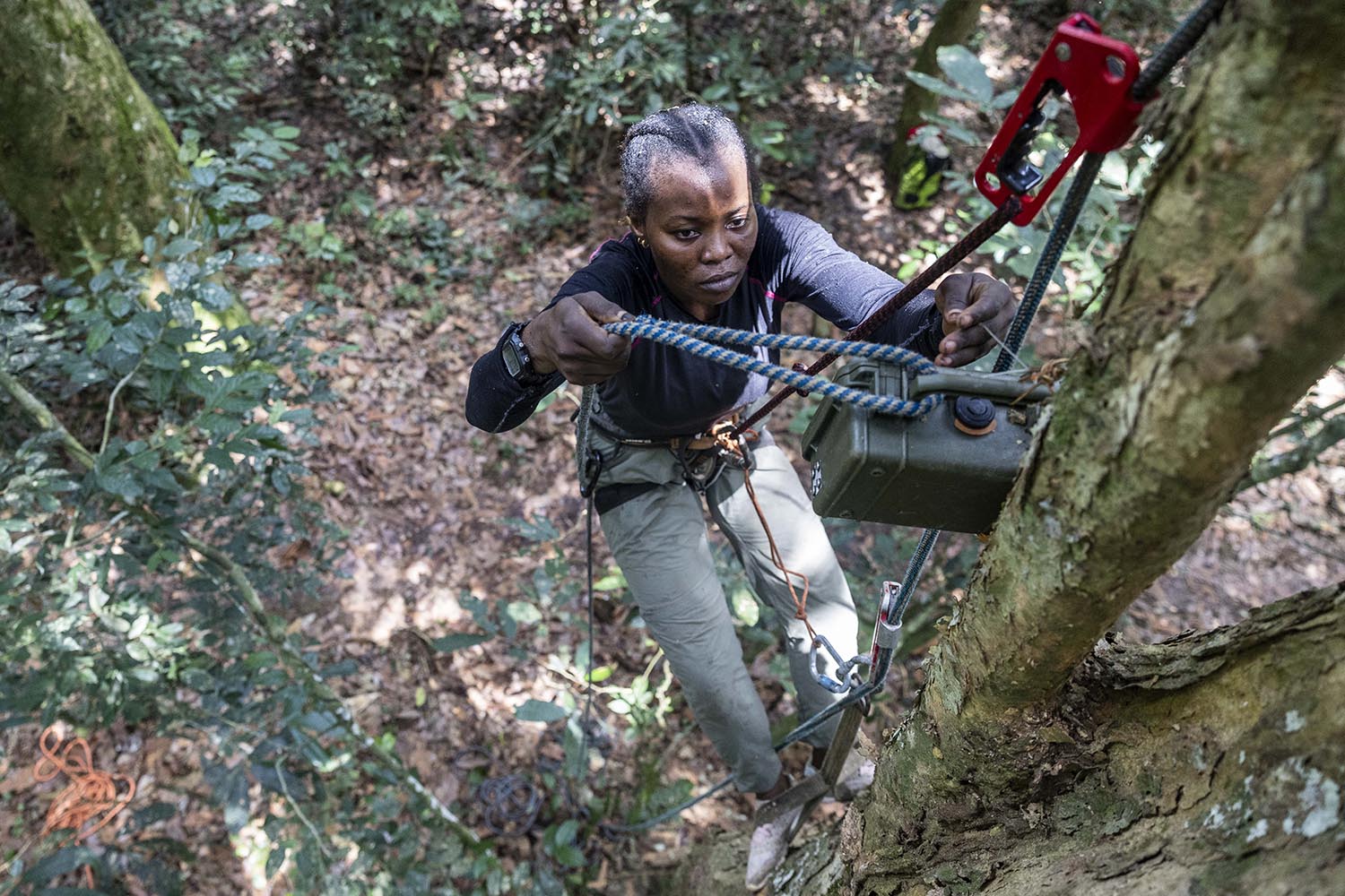 Roseline Lakita installs one of the Elephant Listening Project recorders