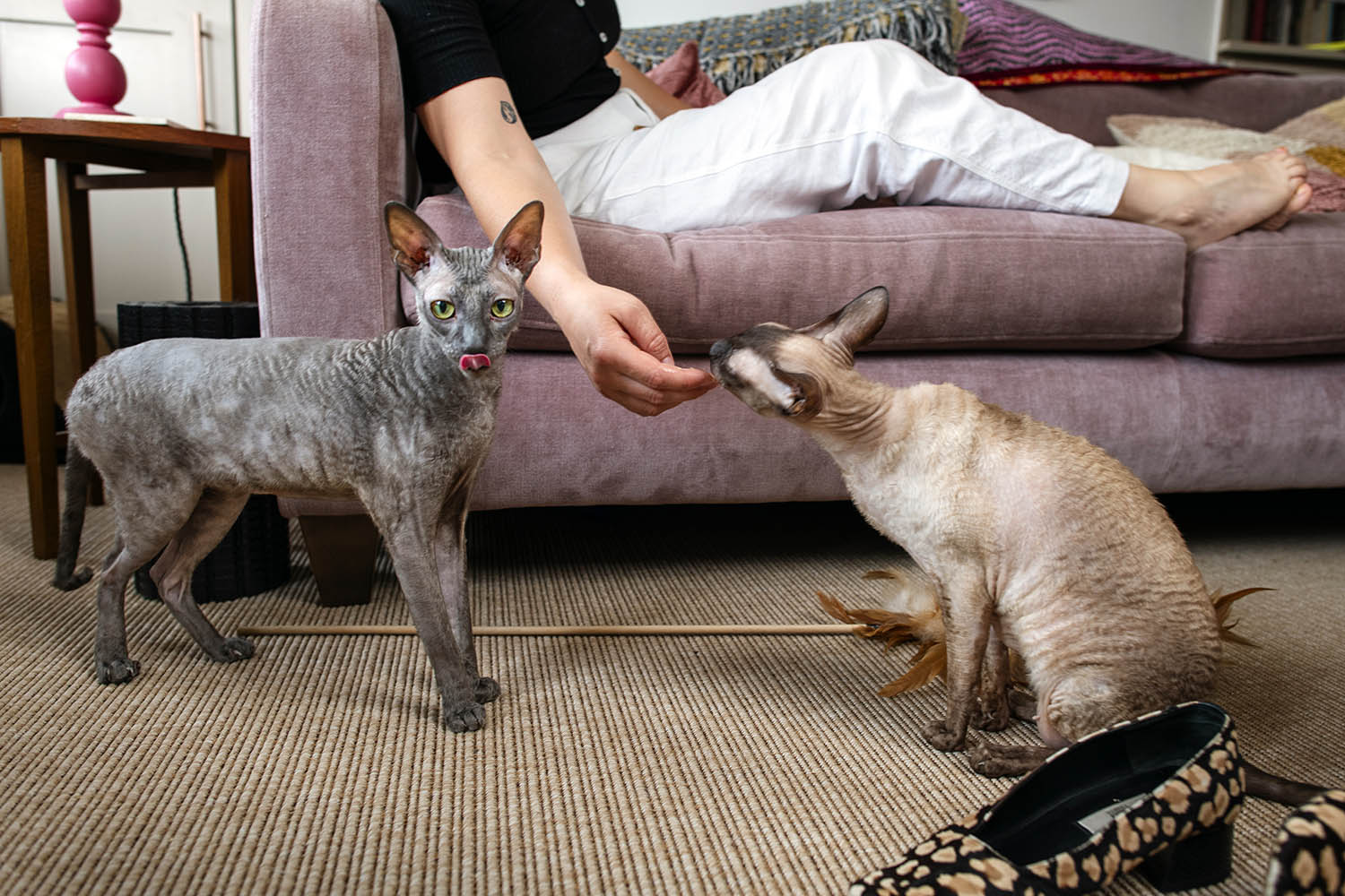 My cats are good for my mental health – but am I good for theirs?