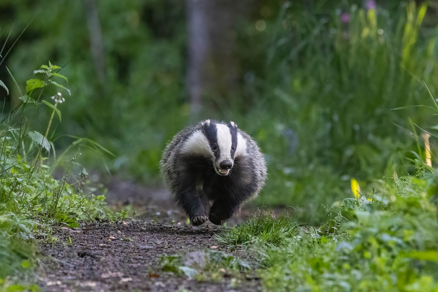 I dig therefore I am: my week as a badger