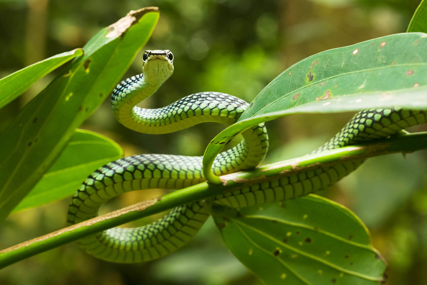 I’m a great climber, but see me fly: my week as a paradise tree snake