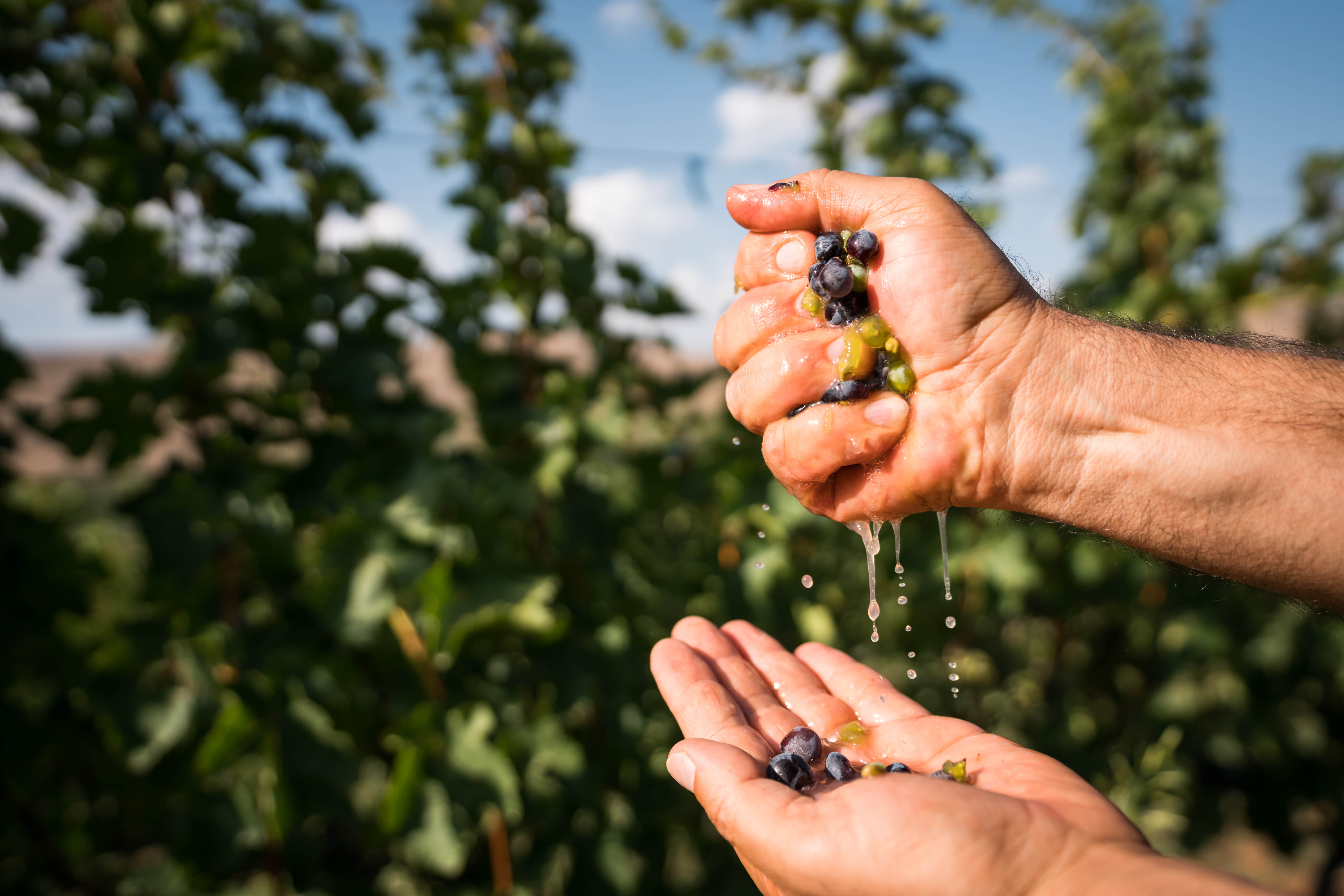 Straight off the vine: Areni grapes (named for the town) at Momik Wines, a family-run vineyard