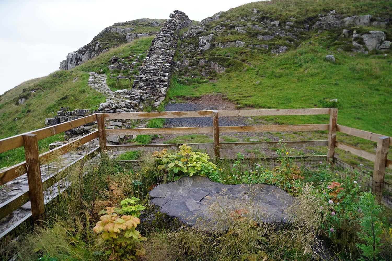 Signs of growth at the base of the Sycamore Gap