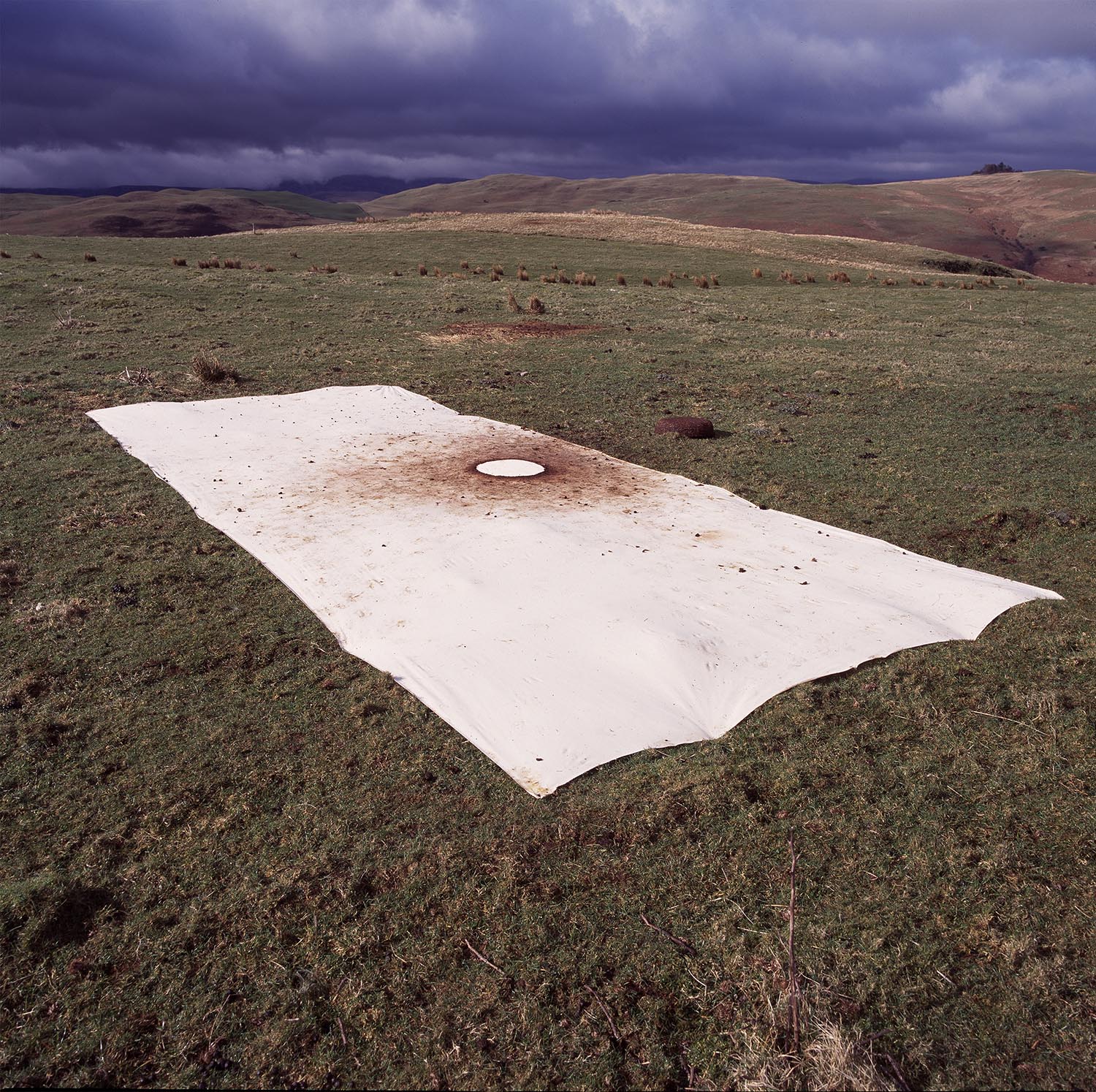 A Sheep Painting, being made in 1997, where animals became inadvertent artists