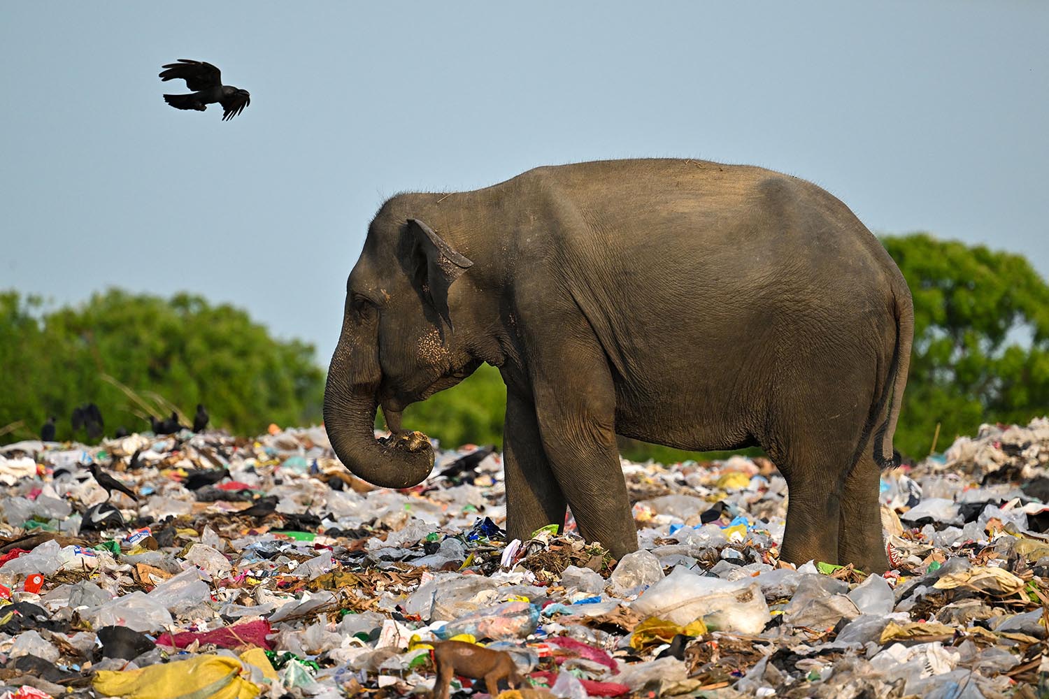 World divided as plastics push elephants closer to extinction