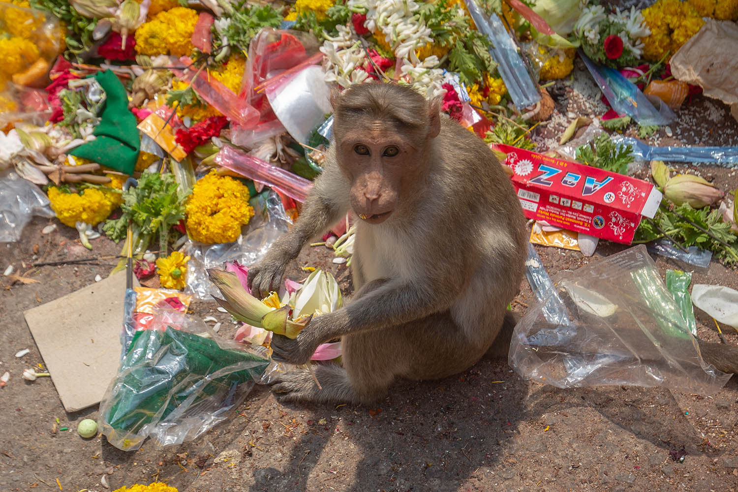 one of article images