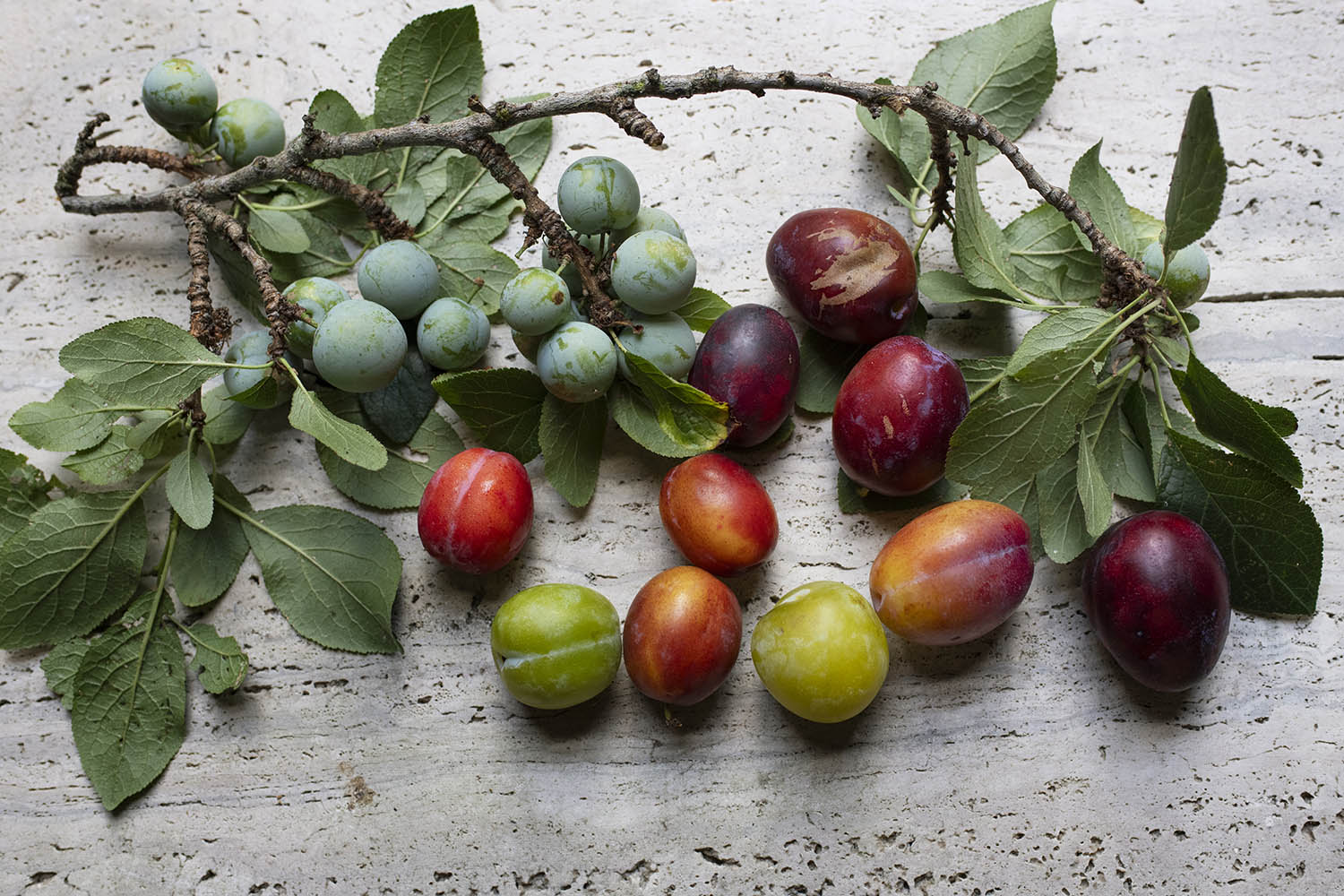 Plums and greengages are here – bring on jam season