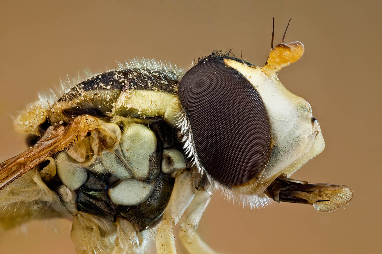 ‘Keep away, I’m dangerous, my stripes exclaim. But I’m no wasp’: my week as a marmalade hoverfly