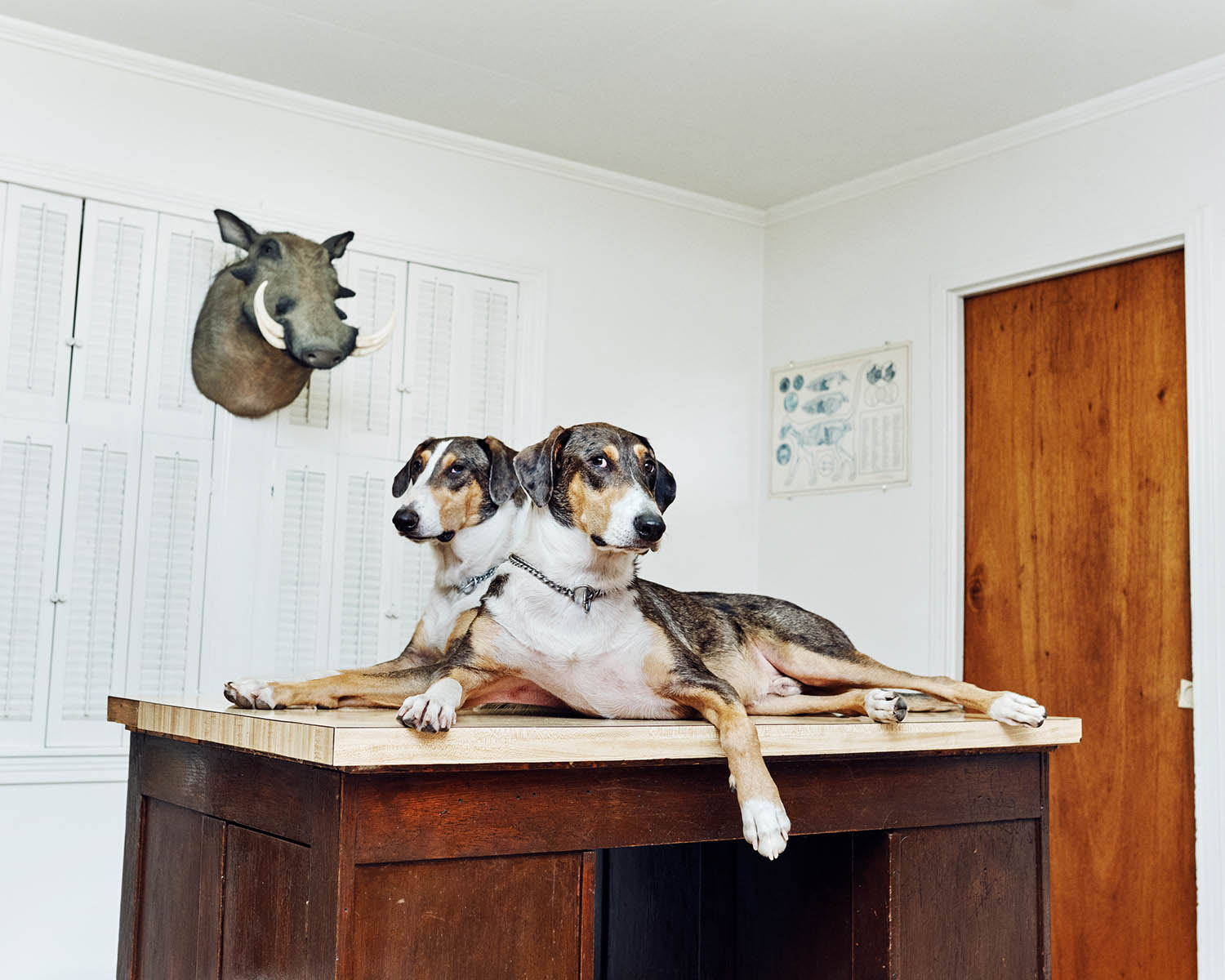 The big picture: cloned dogs Ken and Henry