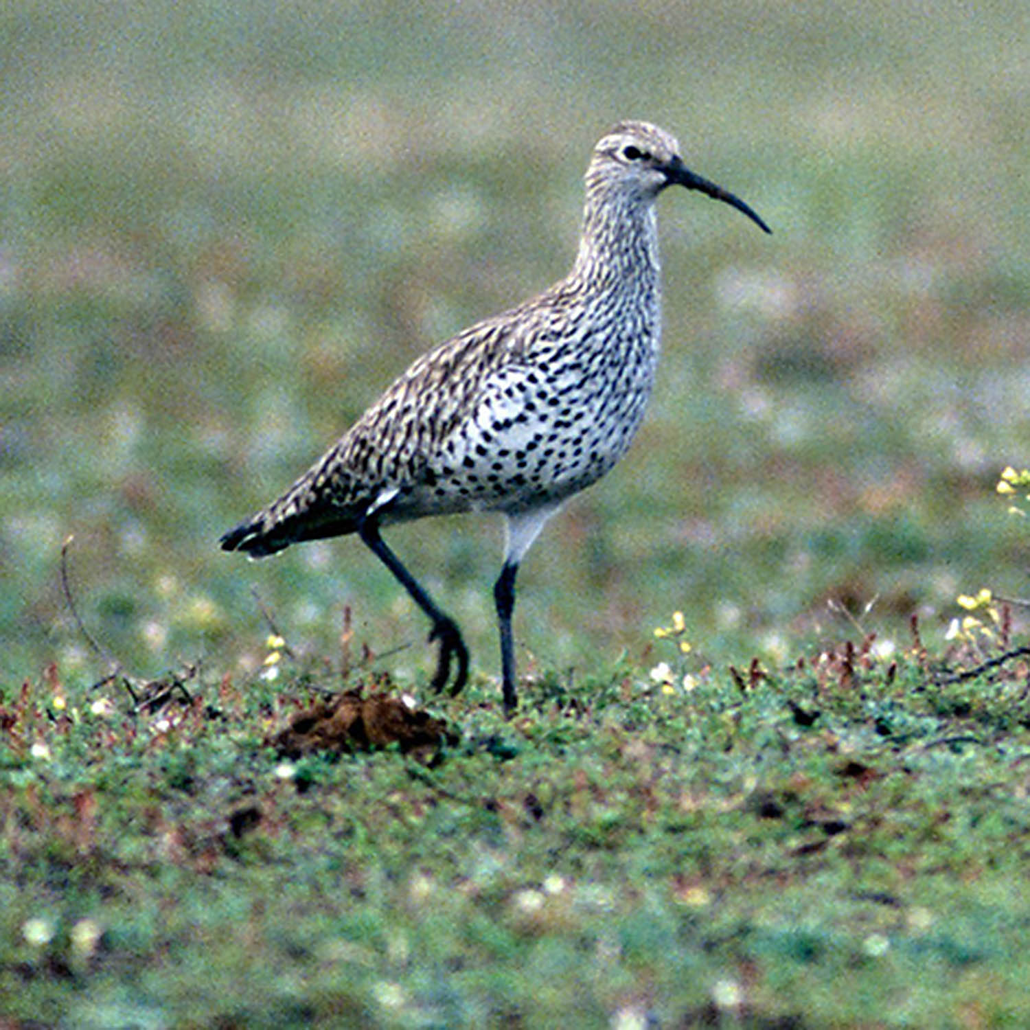 The last photograph of the slender-bill, taken in Merja Zerga, Morocco. Photograph by Chris Gomersall