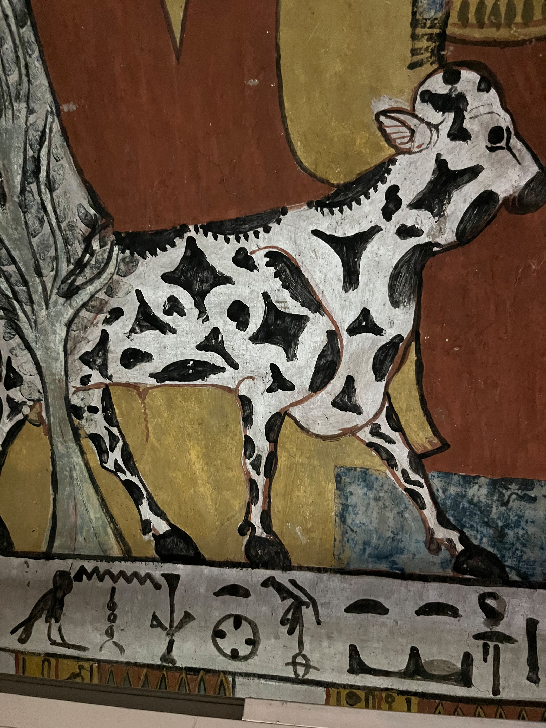 ‘A cow jaunts like a pantomime Friesian’