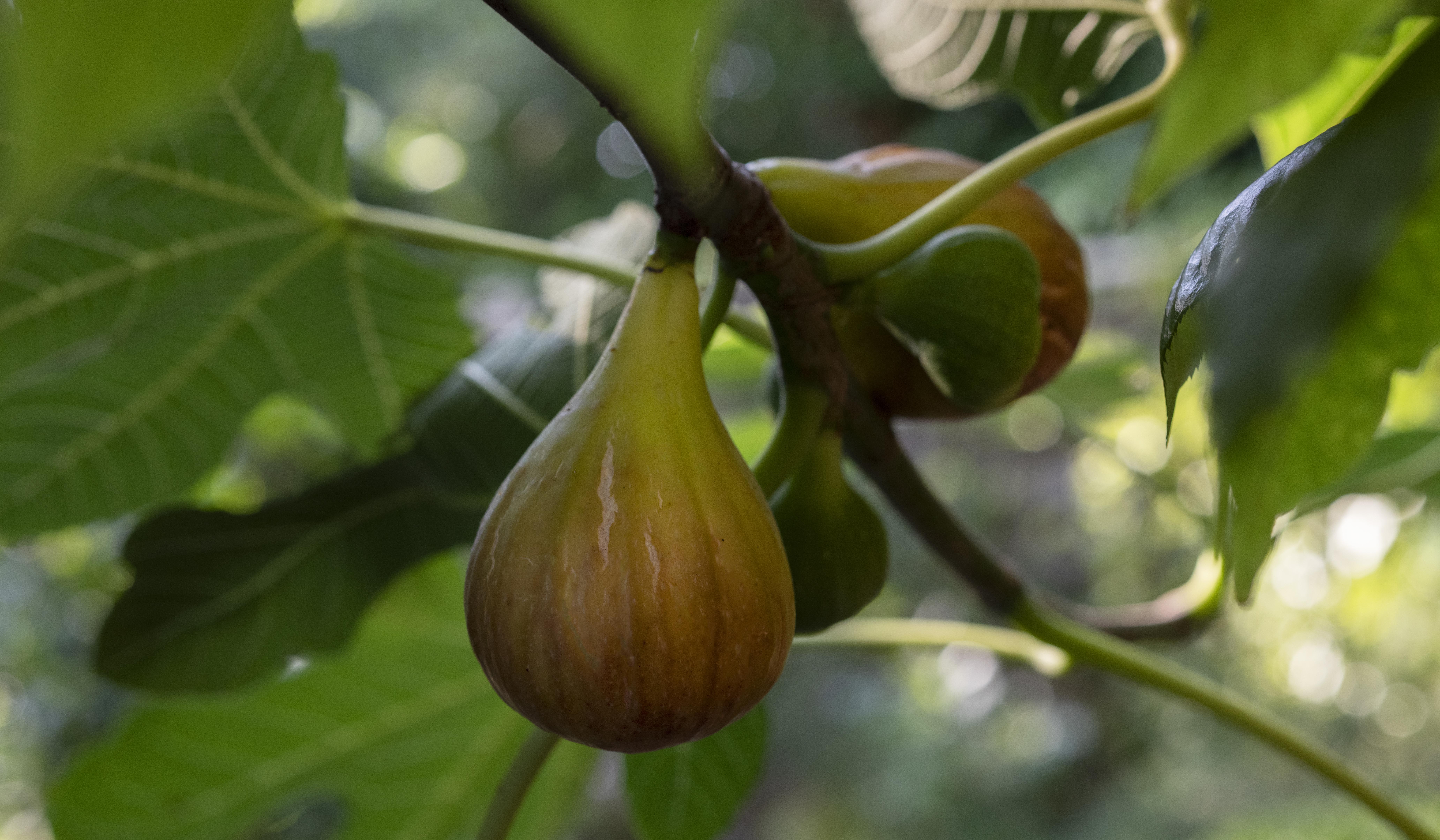 Nigel Slater’s kitchen diary: roast duck meets late-summer figs