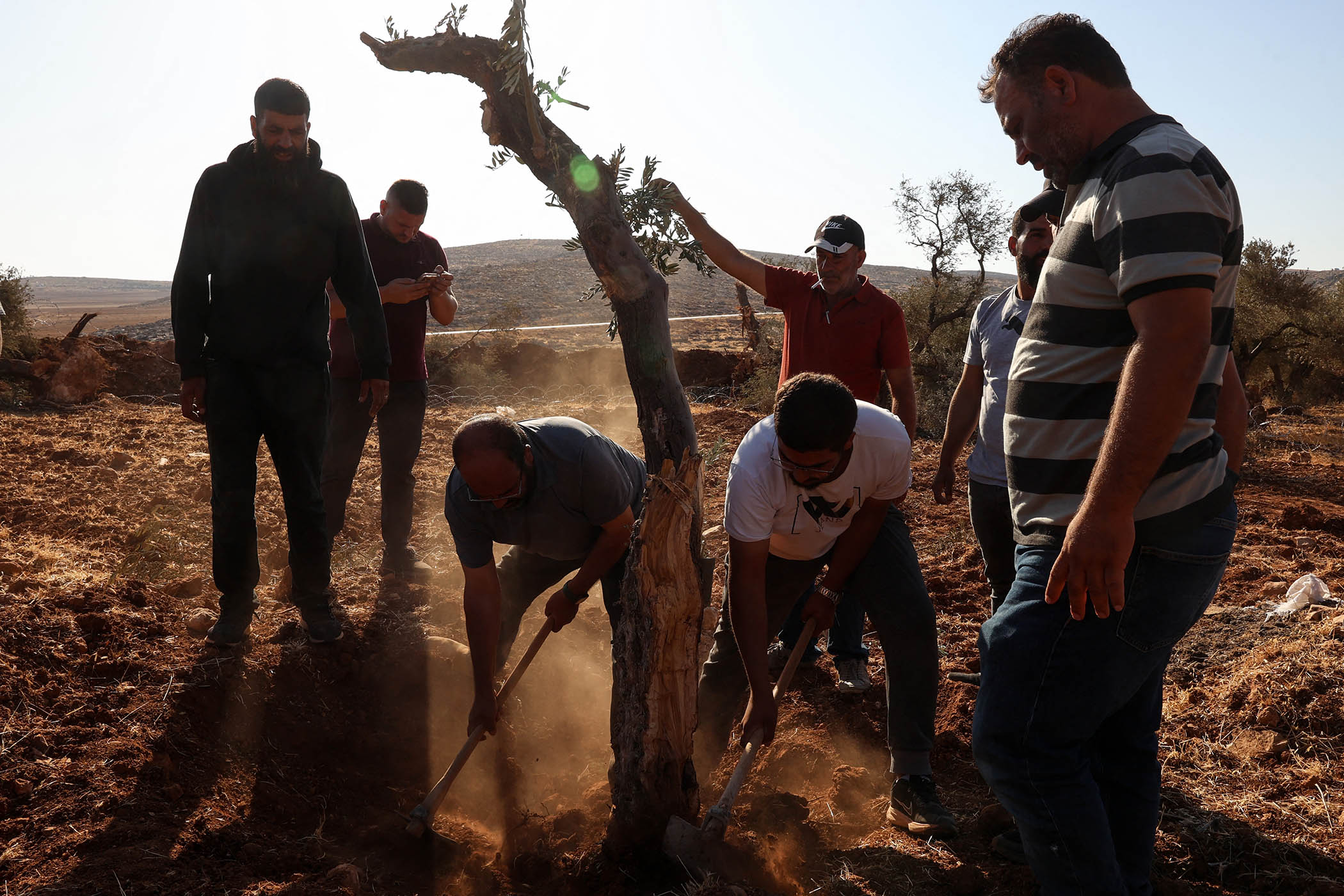 Palestinians replant an olive tree reportedly uprooted by Israeli soldiers using a bulldozer in al-Mughayyir in August 2025