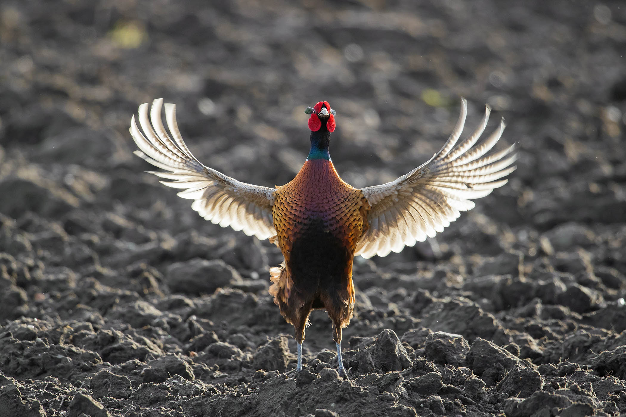 Adored and cosseted, but why so many dogs? My week as a pheasant