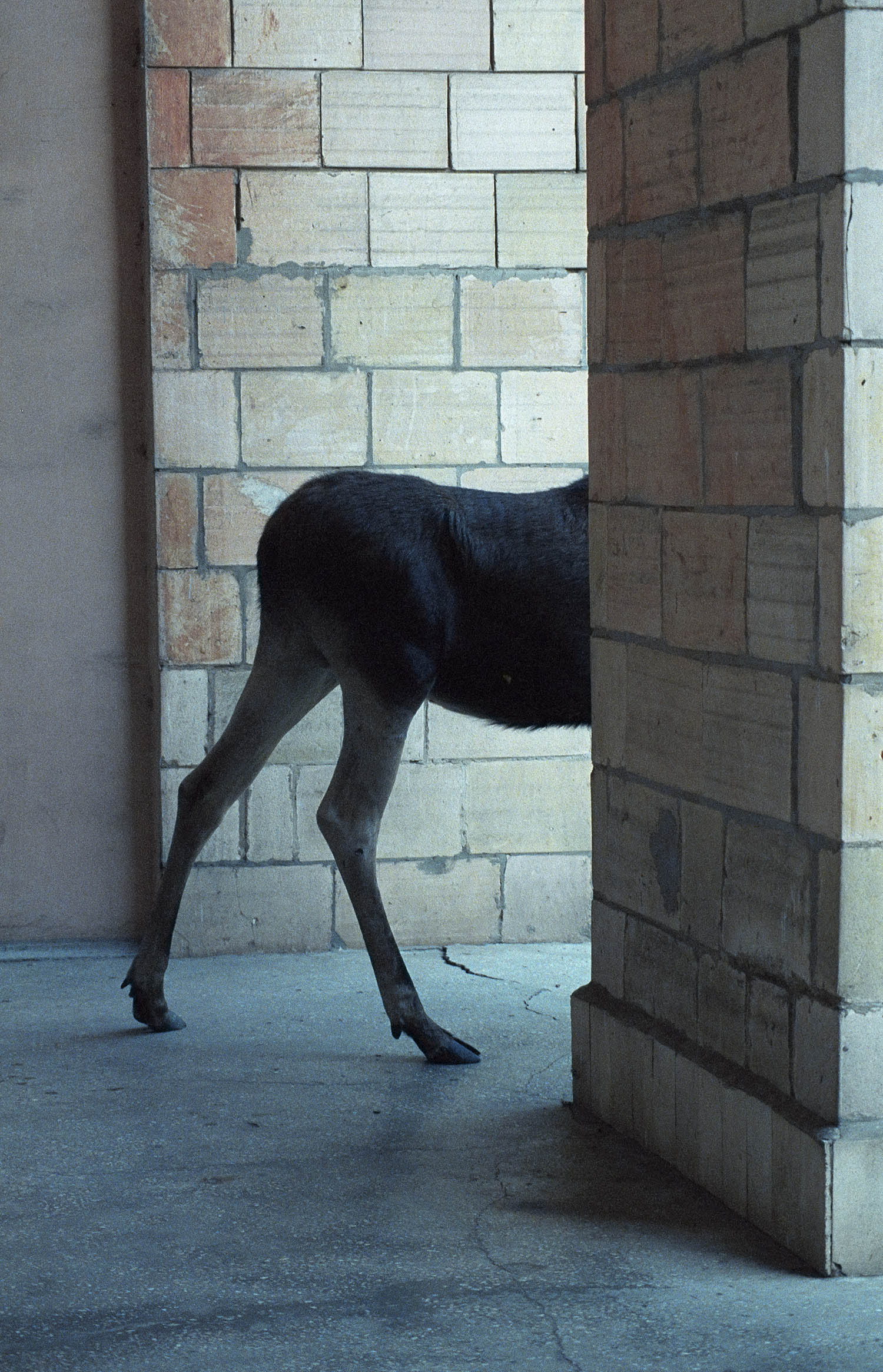 Anton Saenko’s photograph of the wandering moose