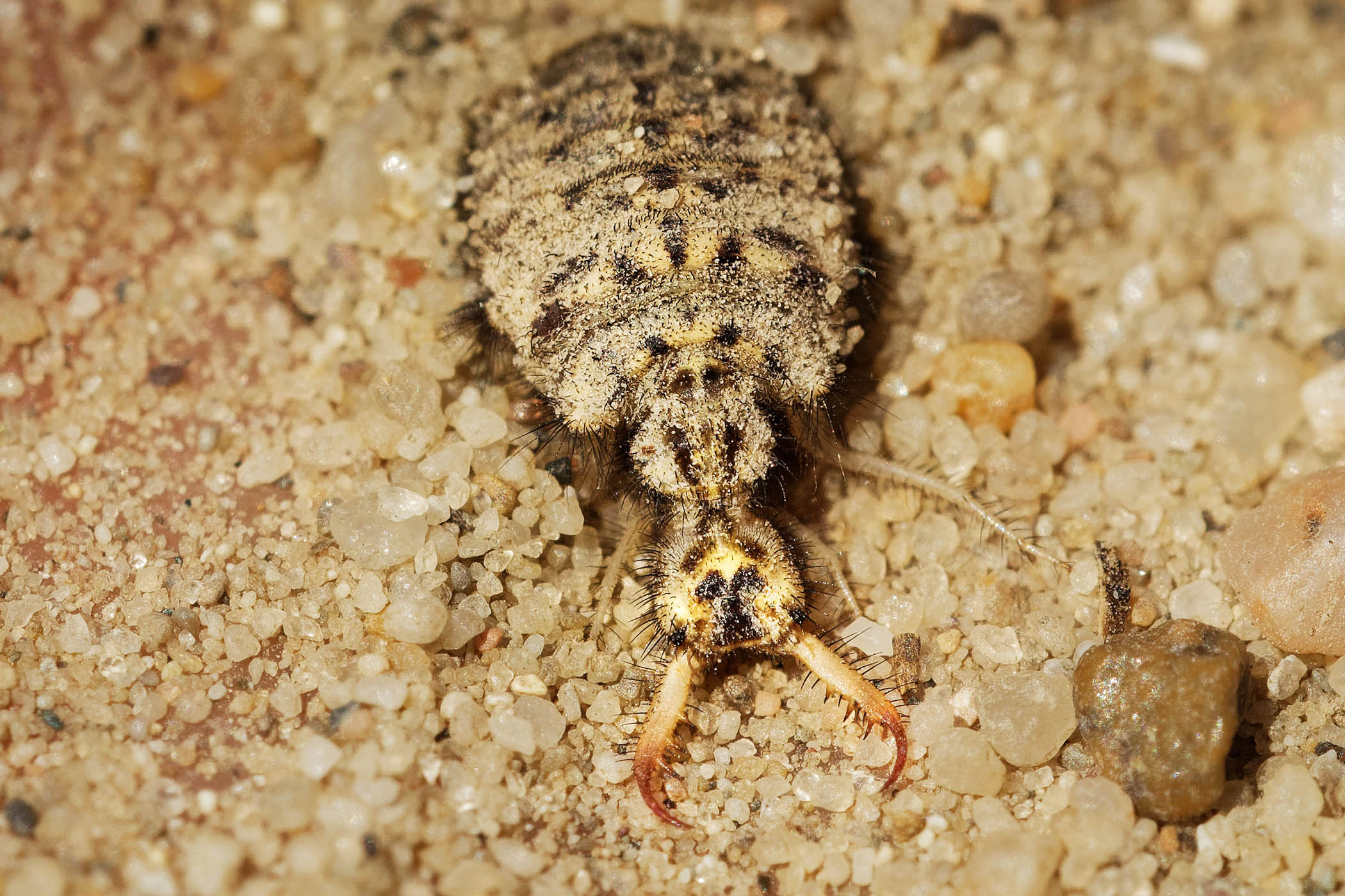 The baby terror of the savannah: my week as a gregarious antlion