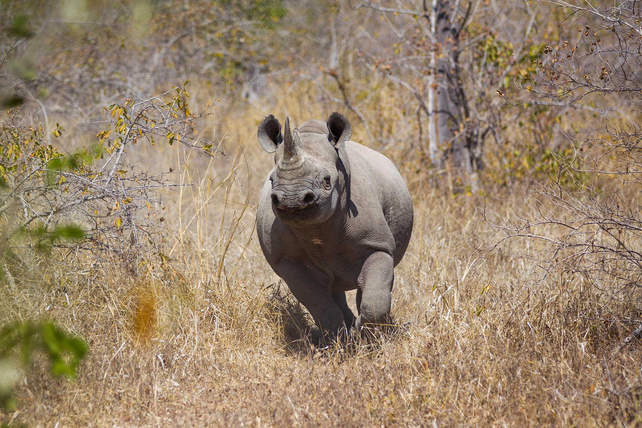 A black rhino in the Luangwa valley