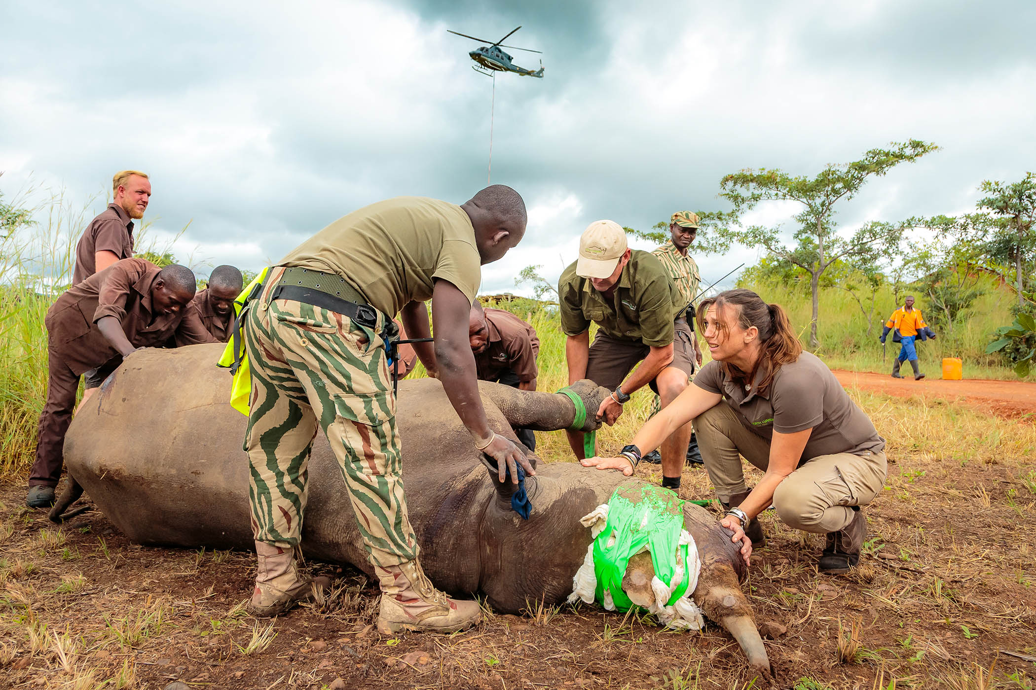 The dropping that proves rhinos are rising again