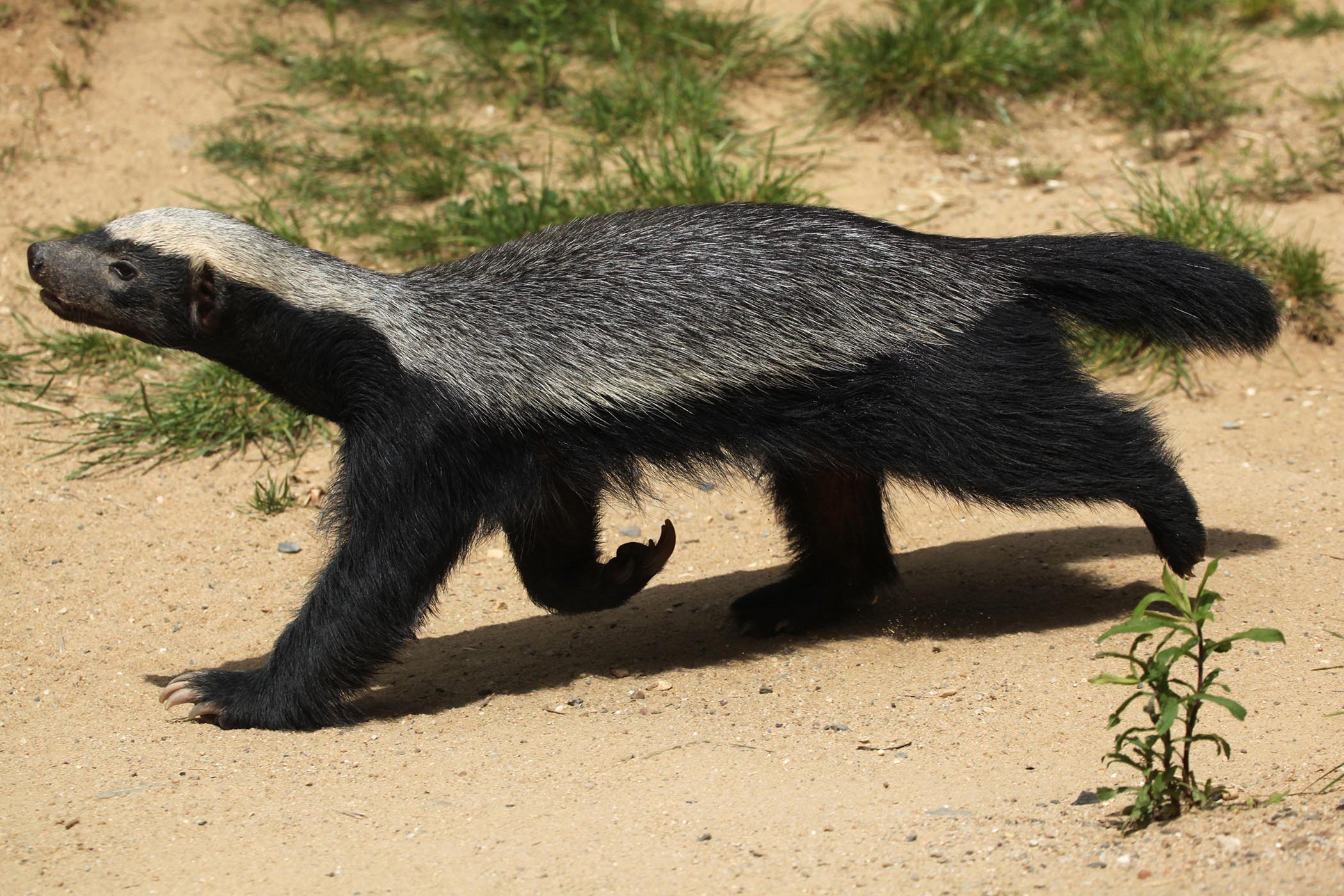 My week as a honey badger