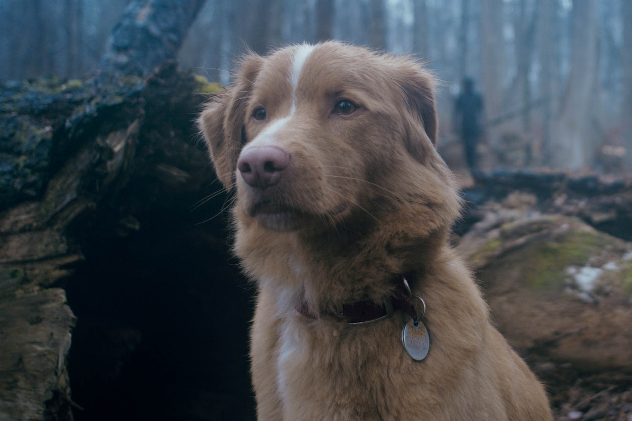 ‘Nuanced’ canine star Indy in Good Boy