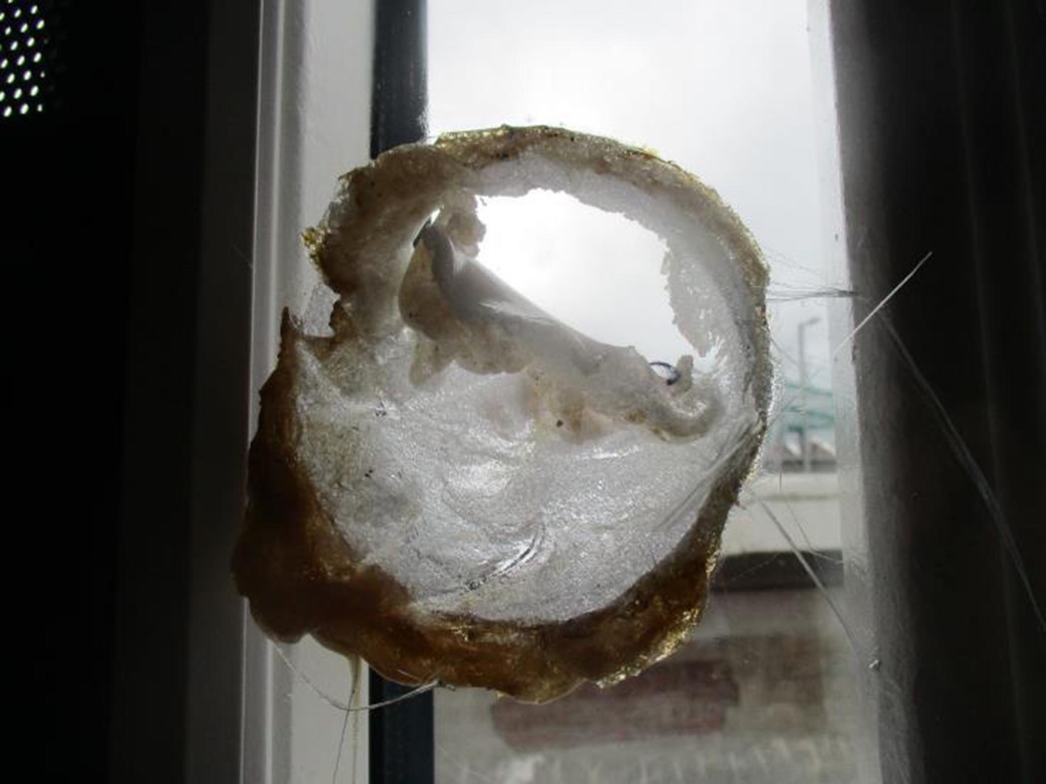 Prisoners at Strangeways melted windows with kettle elements.