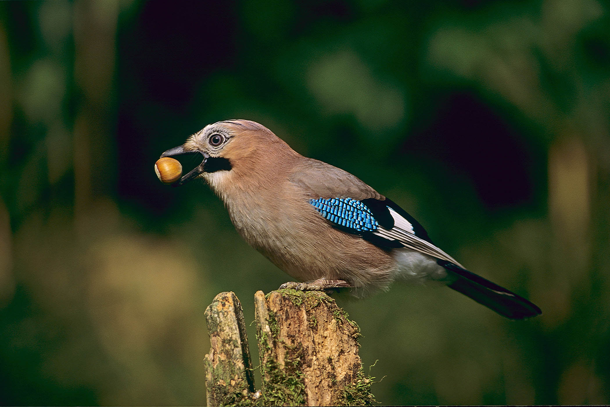 Worries about winter diminish by the day: my week as a jay
