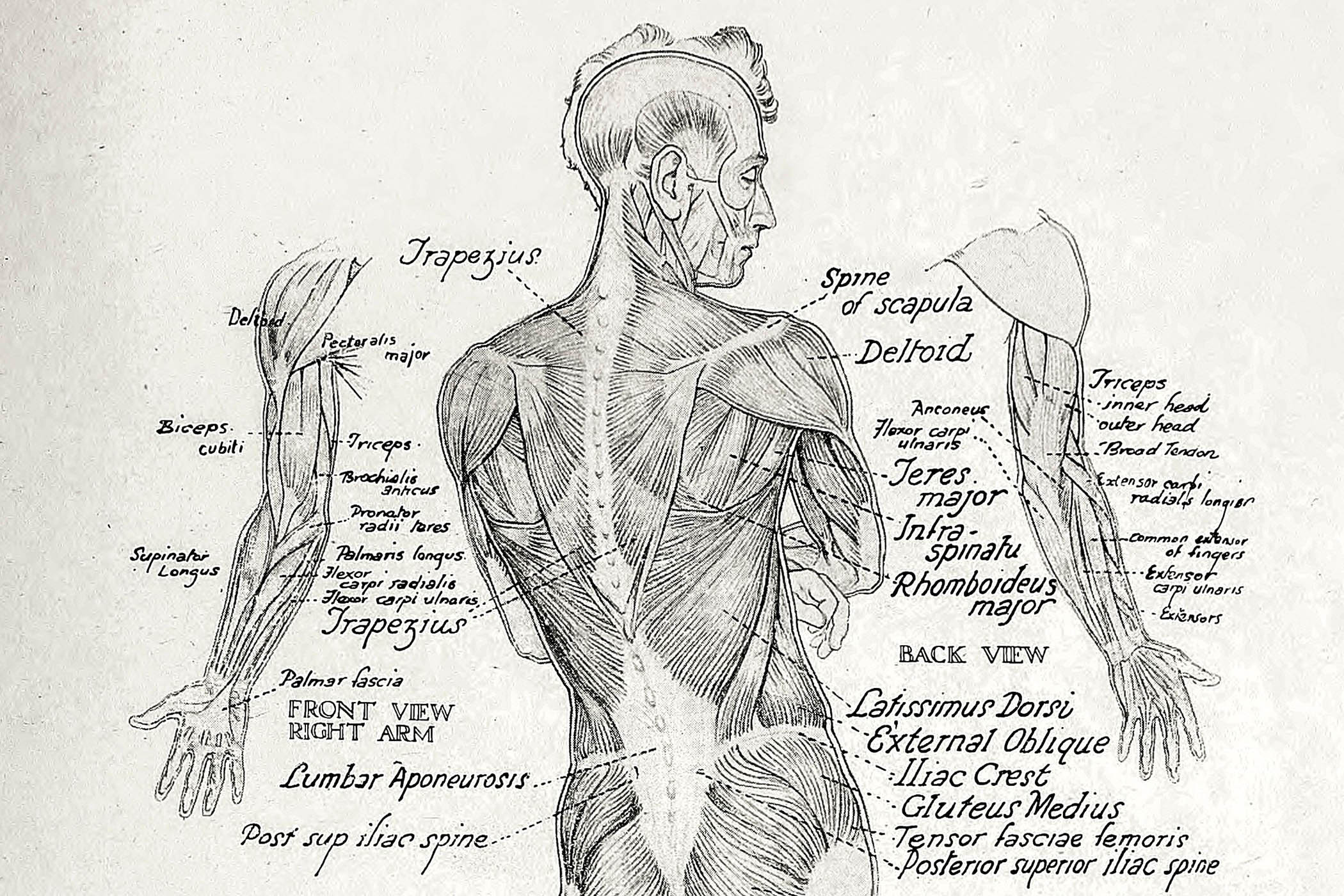 What to read to understand the body